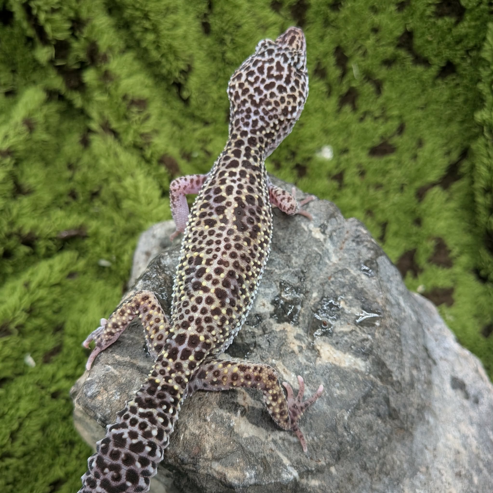 Mack Snow Leopard Gecko For Sale