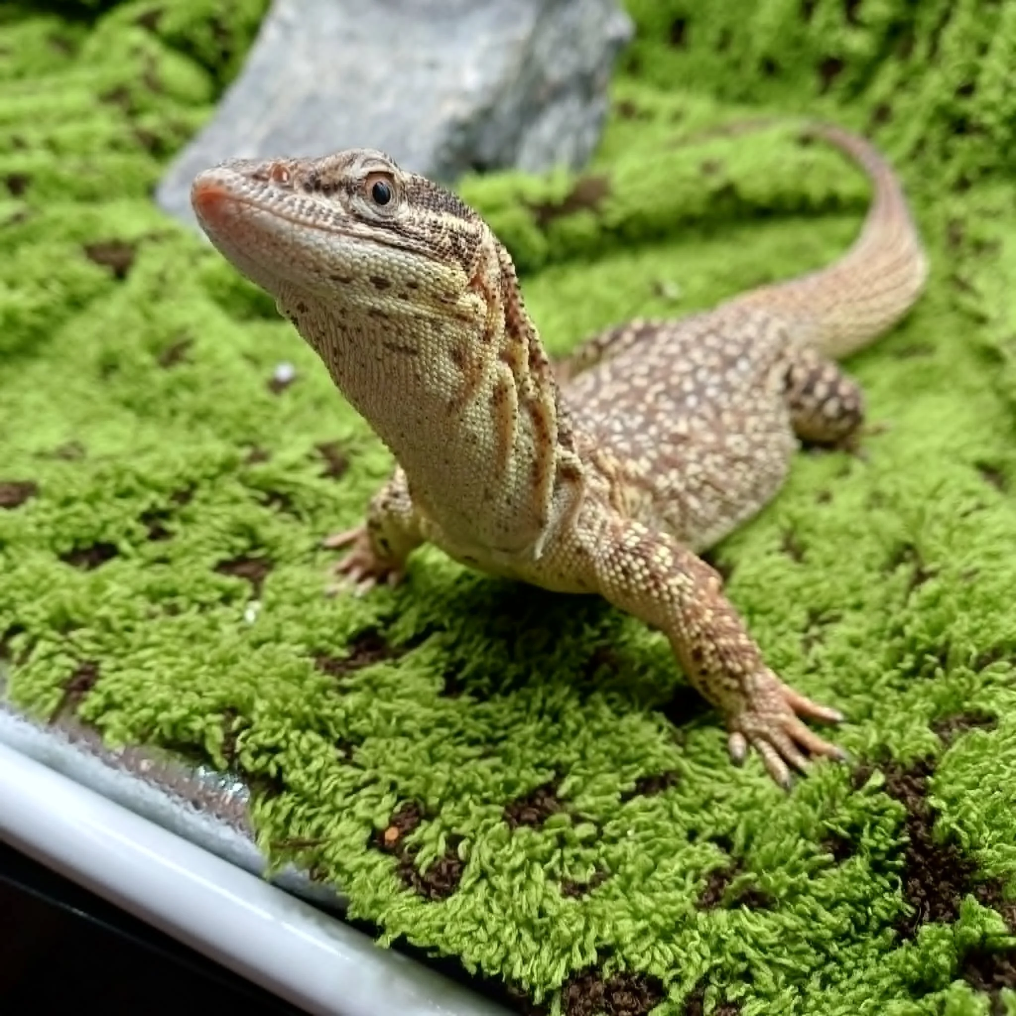 Ackie Dwarf Monitor Lizard For Sale - Possible Female