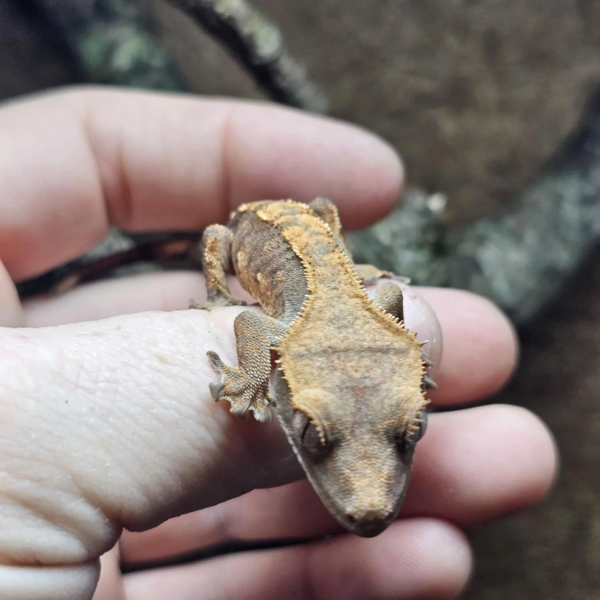 Sweet Baby Crested Gecko For Sale