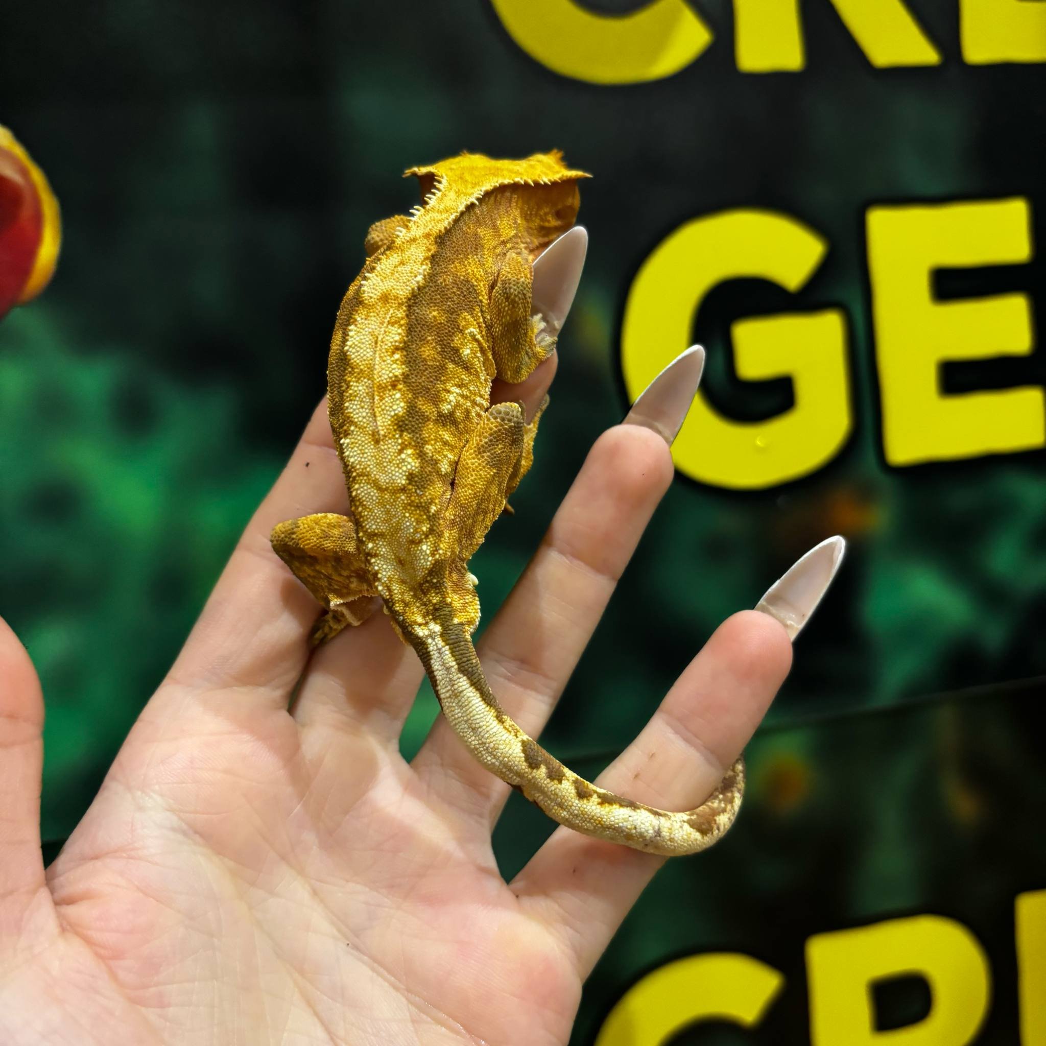 Tangerine Extreme Harlequin Crested Gecko For Sale