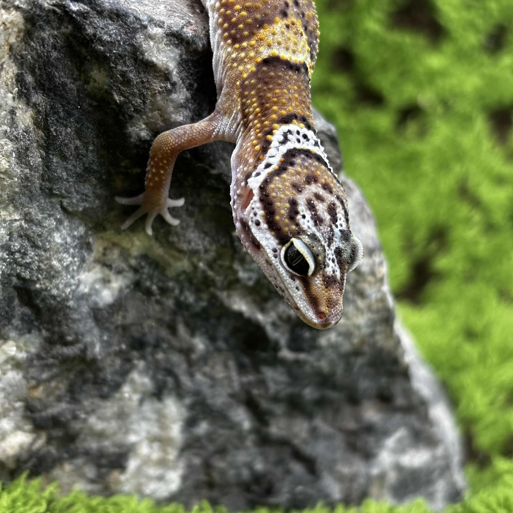 Baby Tangerine Lavender Leopard Gecko For Sale