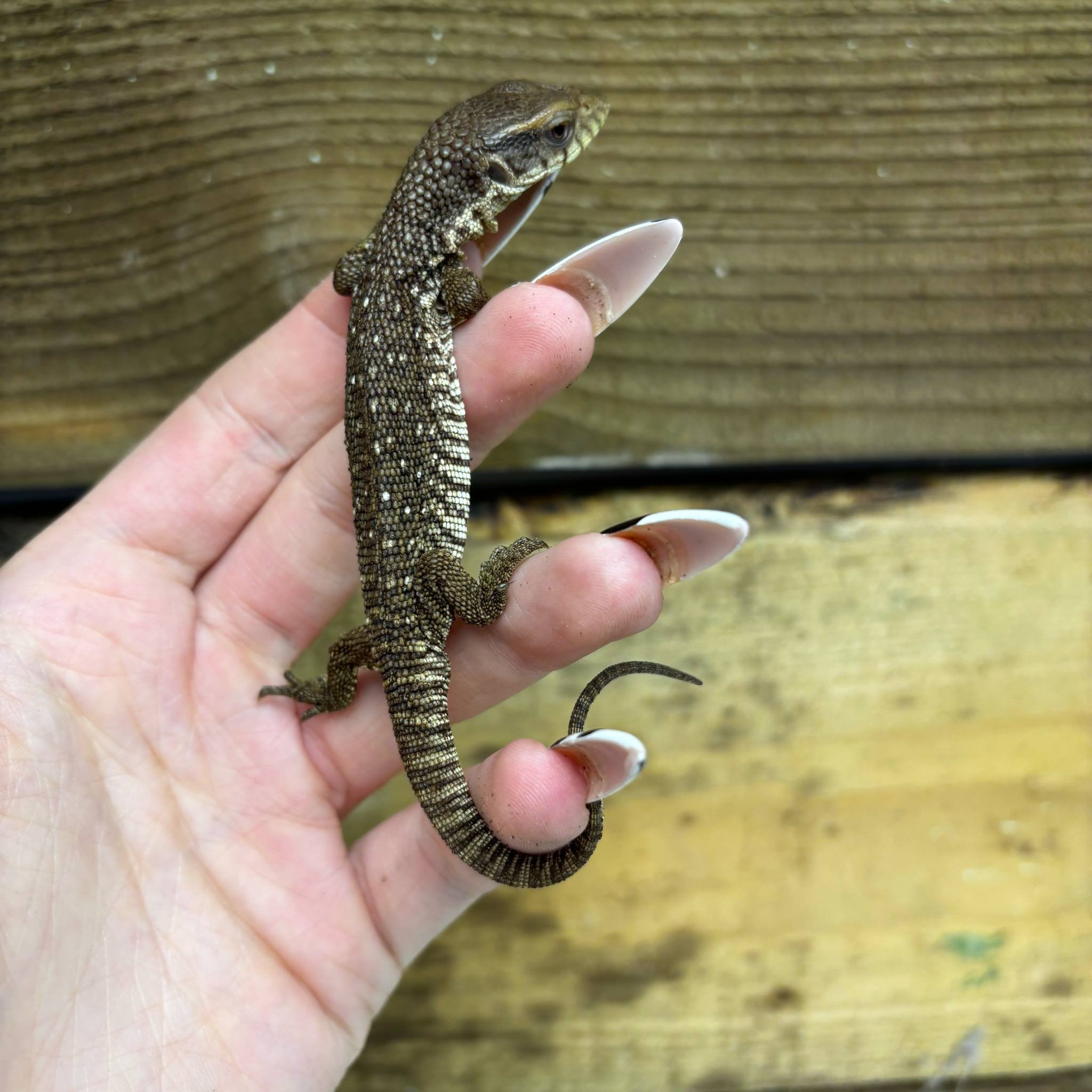Baby Bosc Savannah Monitor For Sale