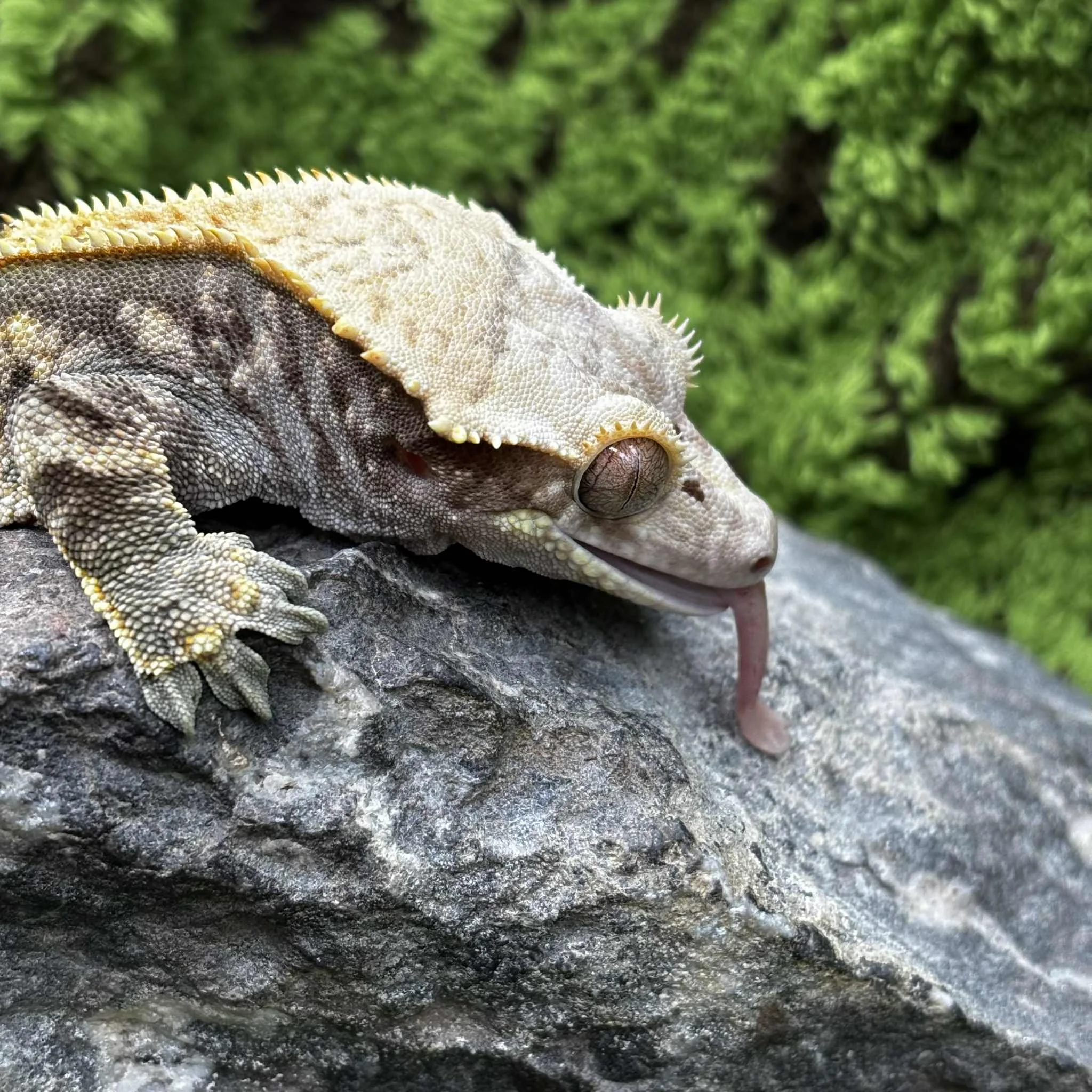 Tricolour Crested Gecko For Sale - Adult Male