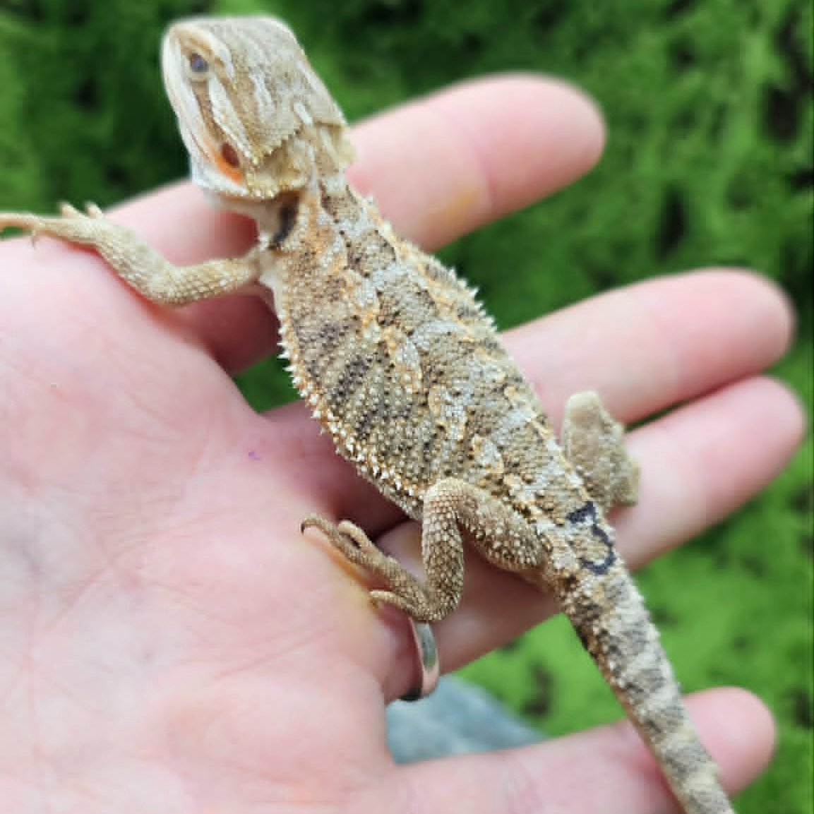 Sweet Baby Bearded Dragon For Sale