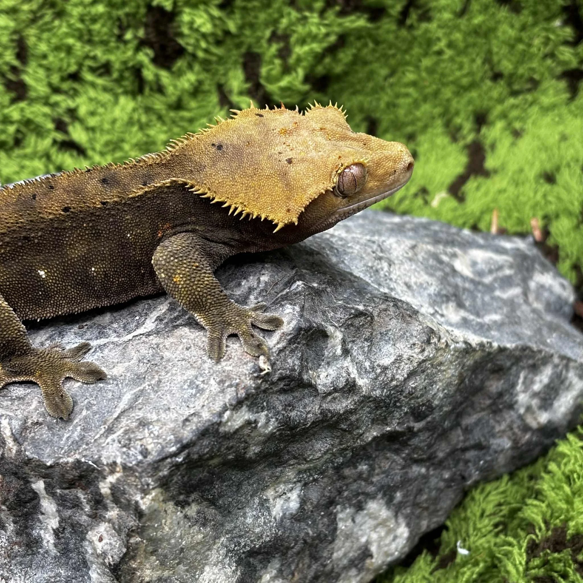 Dark Dalmatian Crested Gecko For Sale - Male
