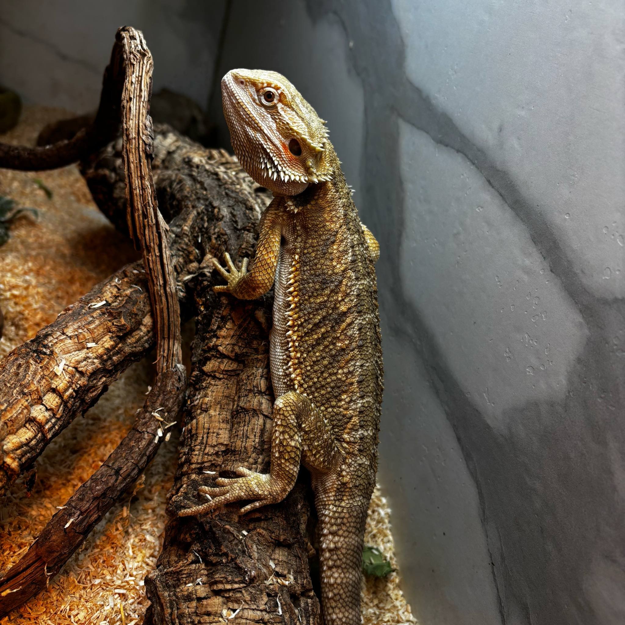 "Taz" The Bearded Dragon For Sale