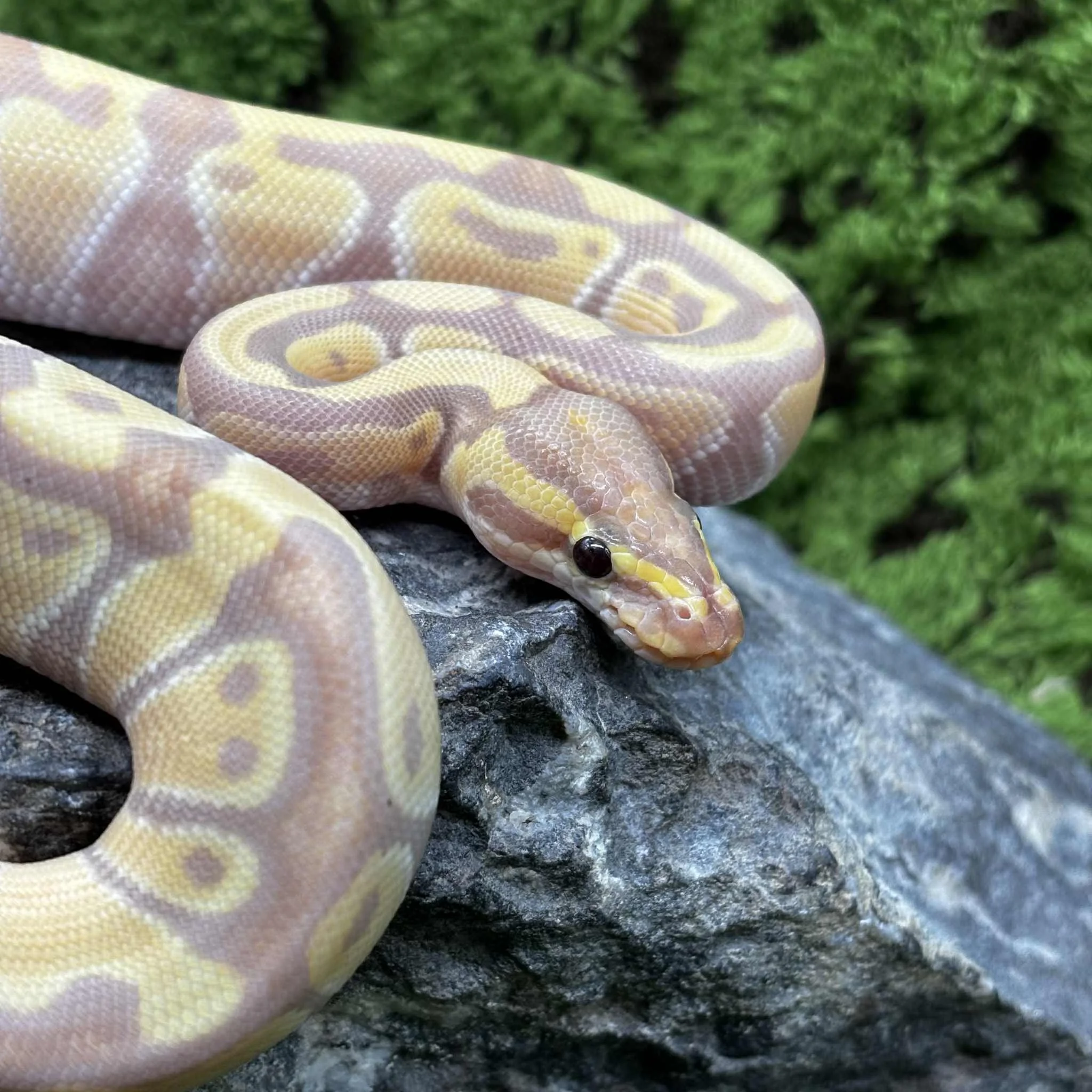 Banana Ball Python For Sale - Male