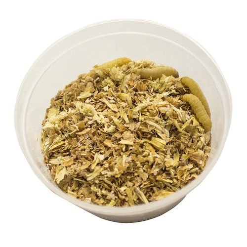 Waxworms
