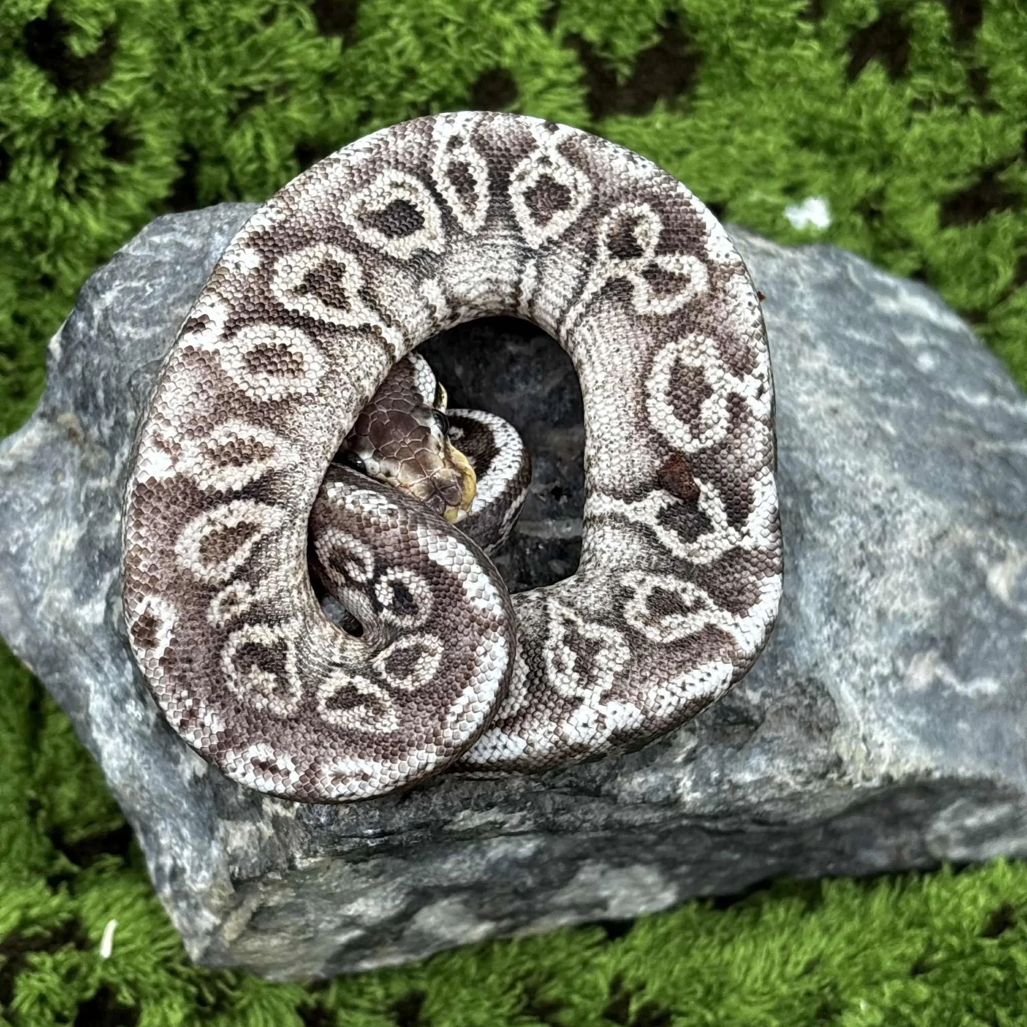 Pewter Royal Python For Sale - Female
