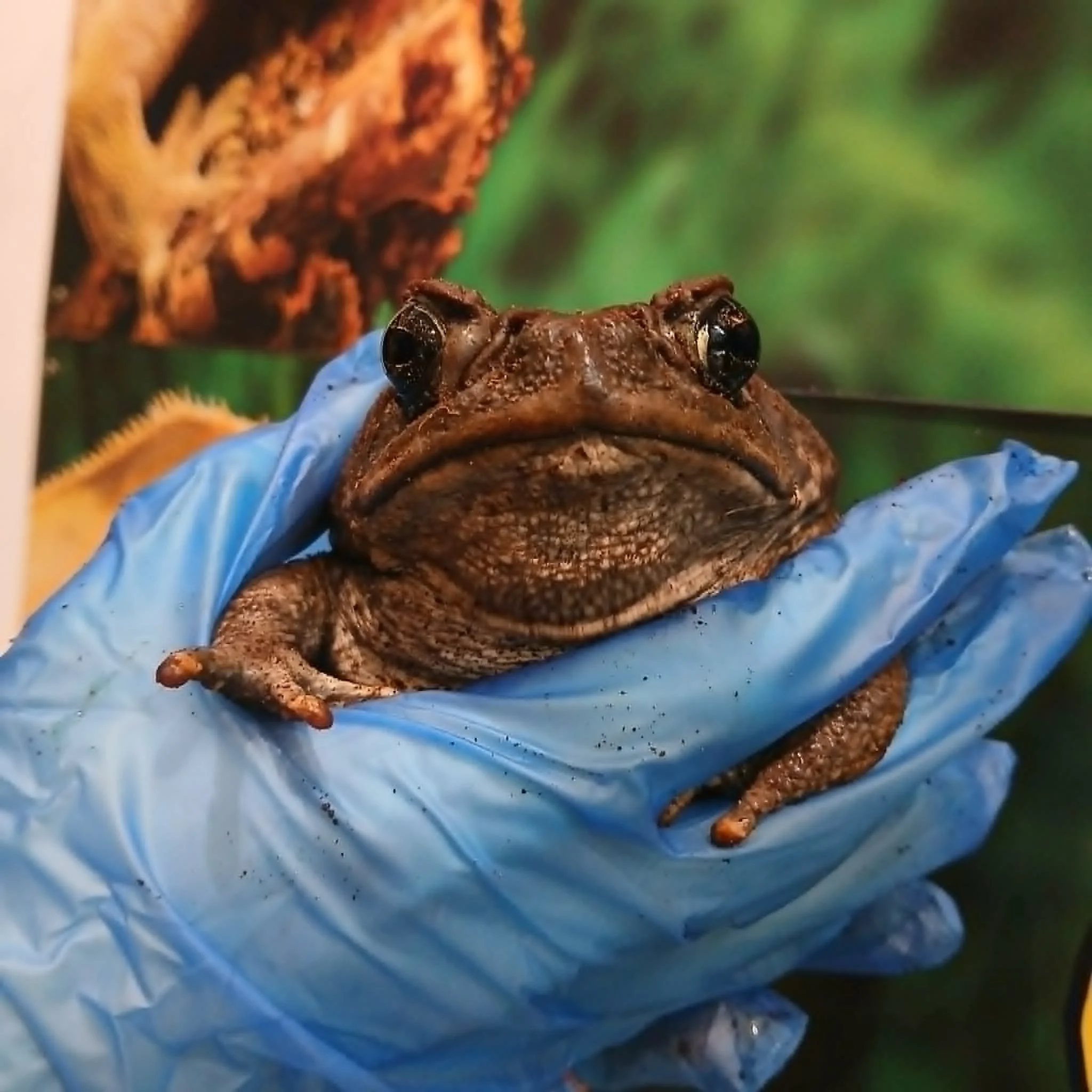 Pair of Cane Toads For Sale