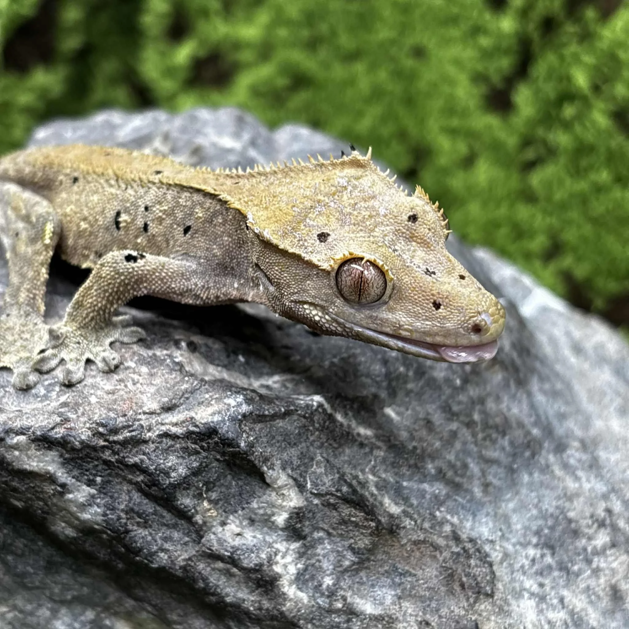 Male Dalmatian Crested Gecko For Sale