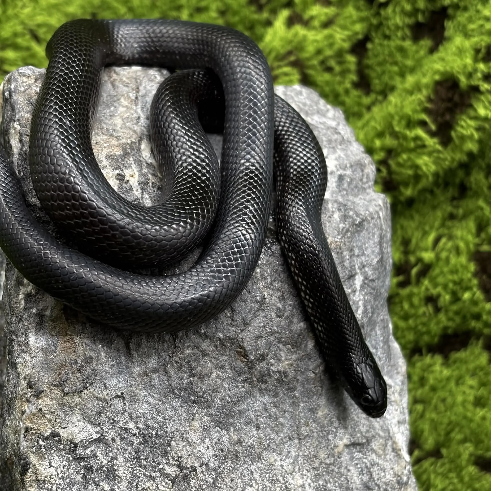 Mexican Black Kingsnake For Sale - Young Female