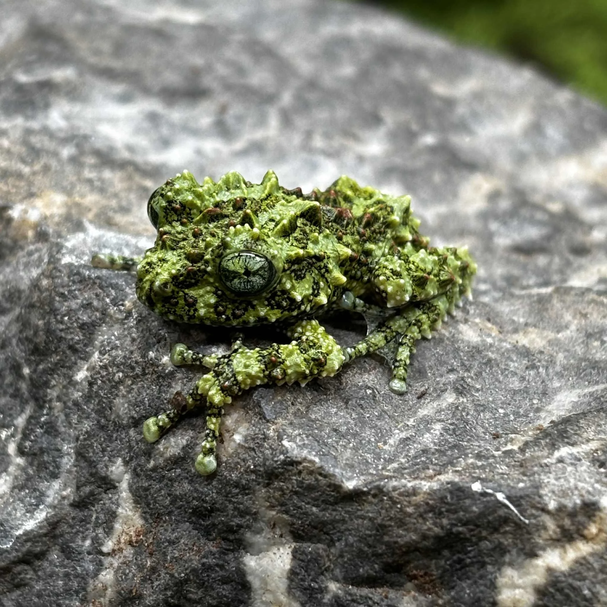 Stunning Vietnamese Mossy Frogs For Sale