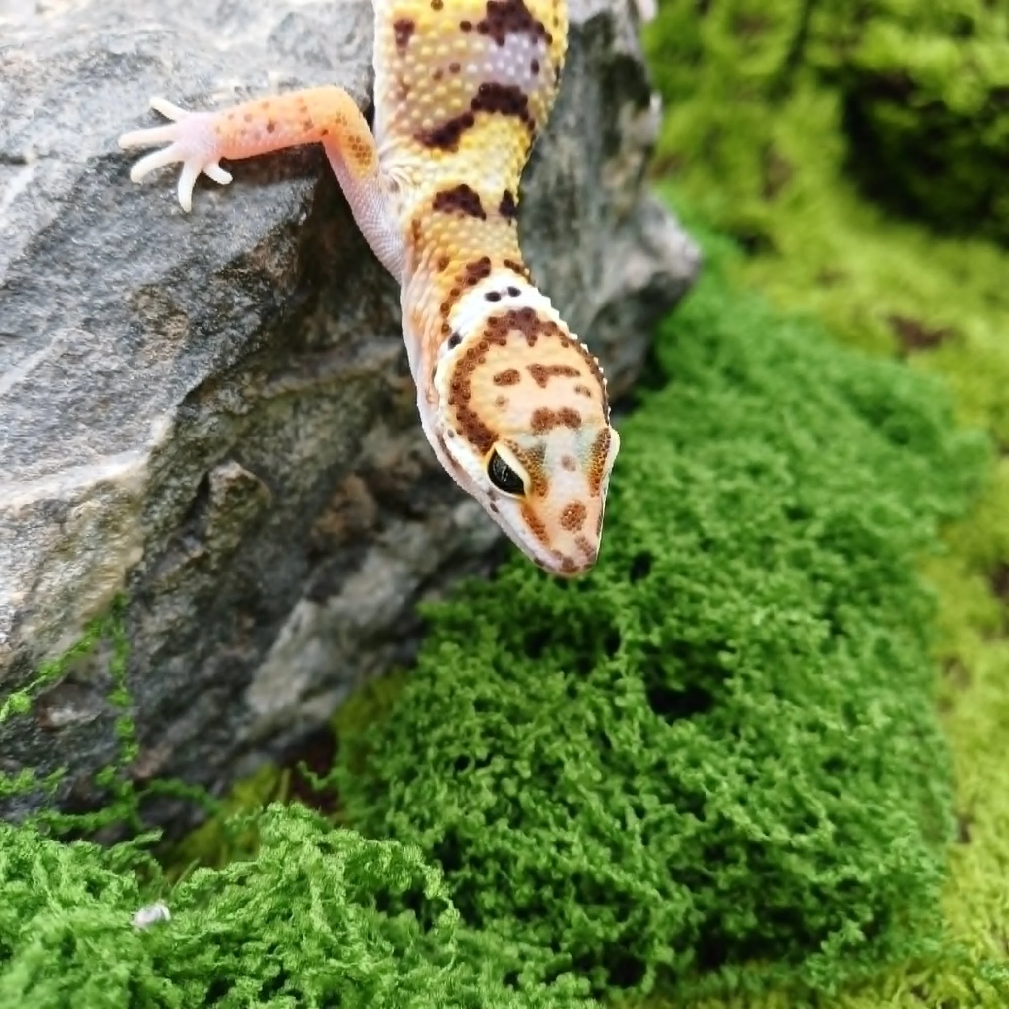 5e1f6c6c-bcef-4f1b-9792-80e0a0195b71.jpeg
