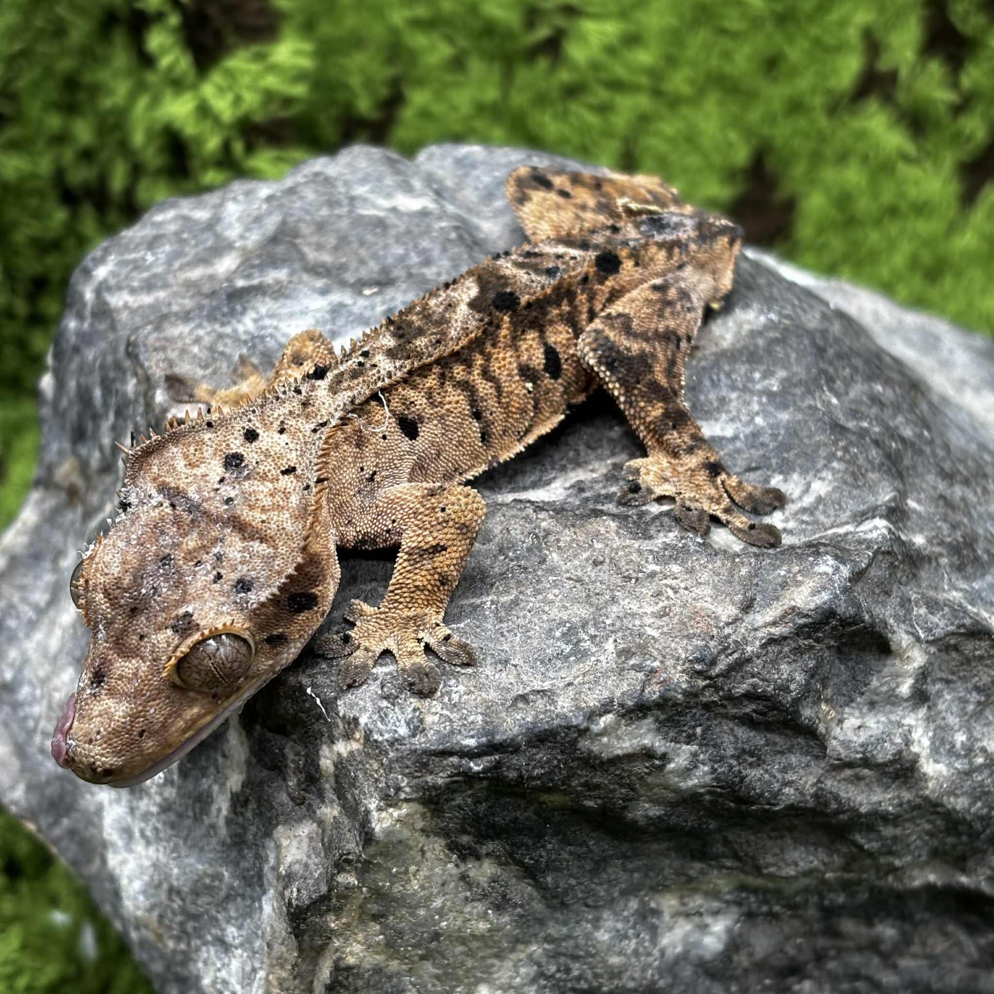 Young Dalmatian Crested Gecko For Sale - Male