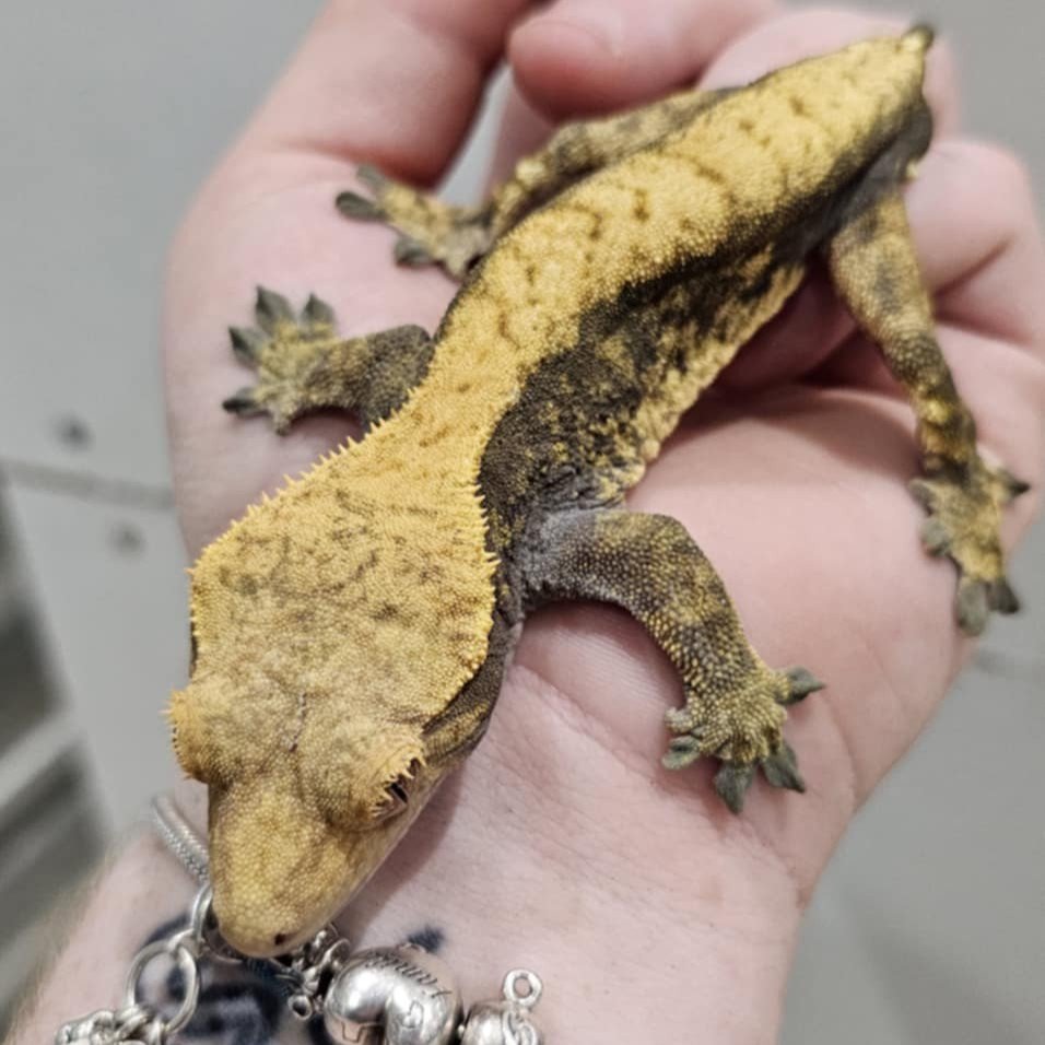 Halloween Pixel Crested Gecko For Sale