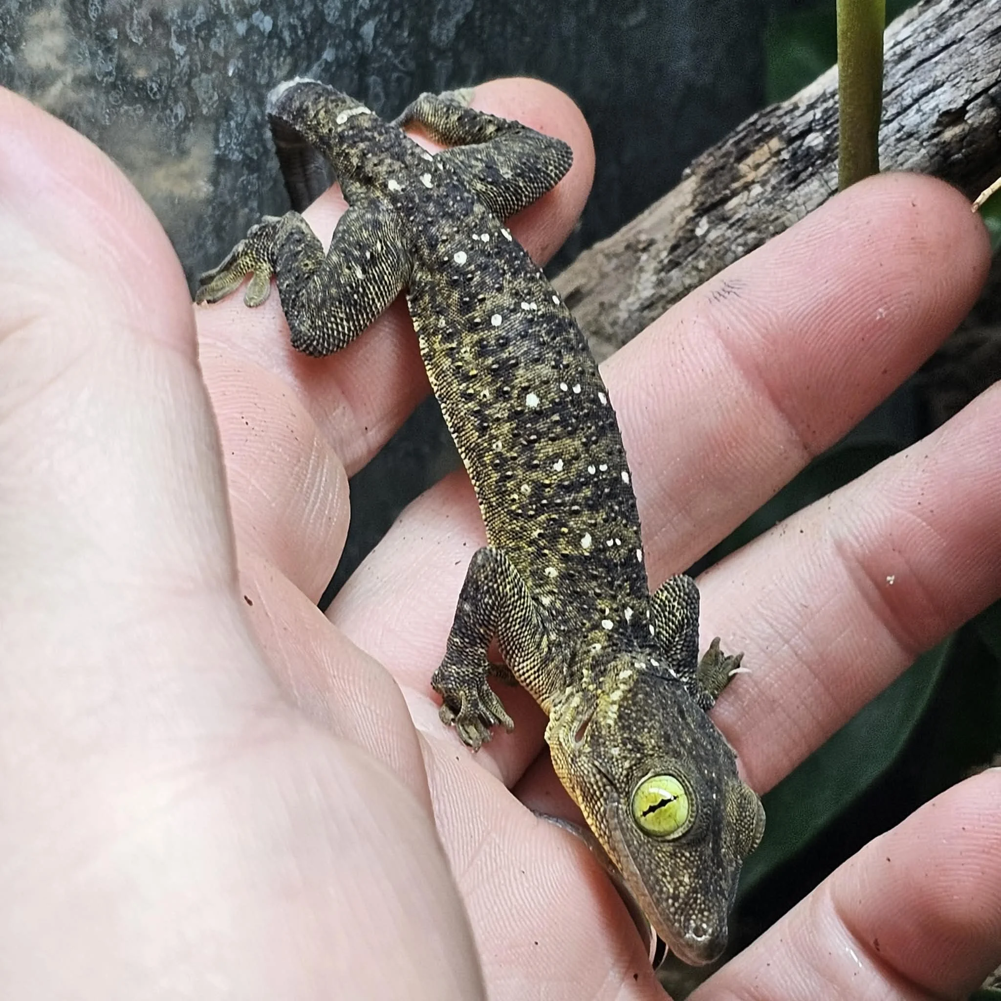 Gorgeous Green-Eyed Geckos For Sale