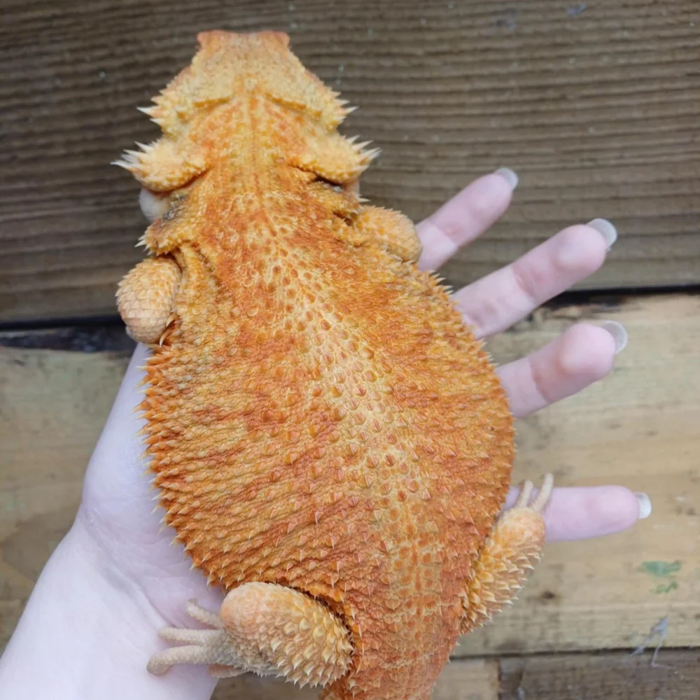 Jessie Lizard Species