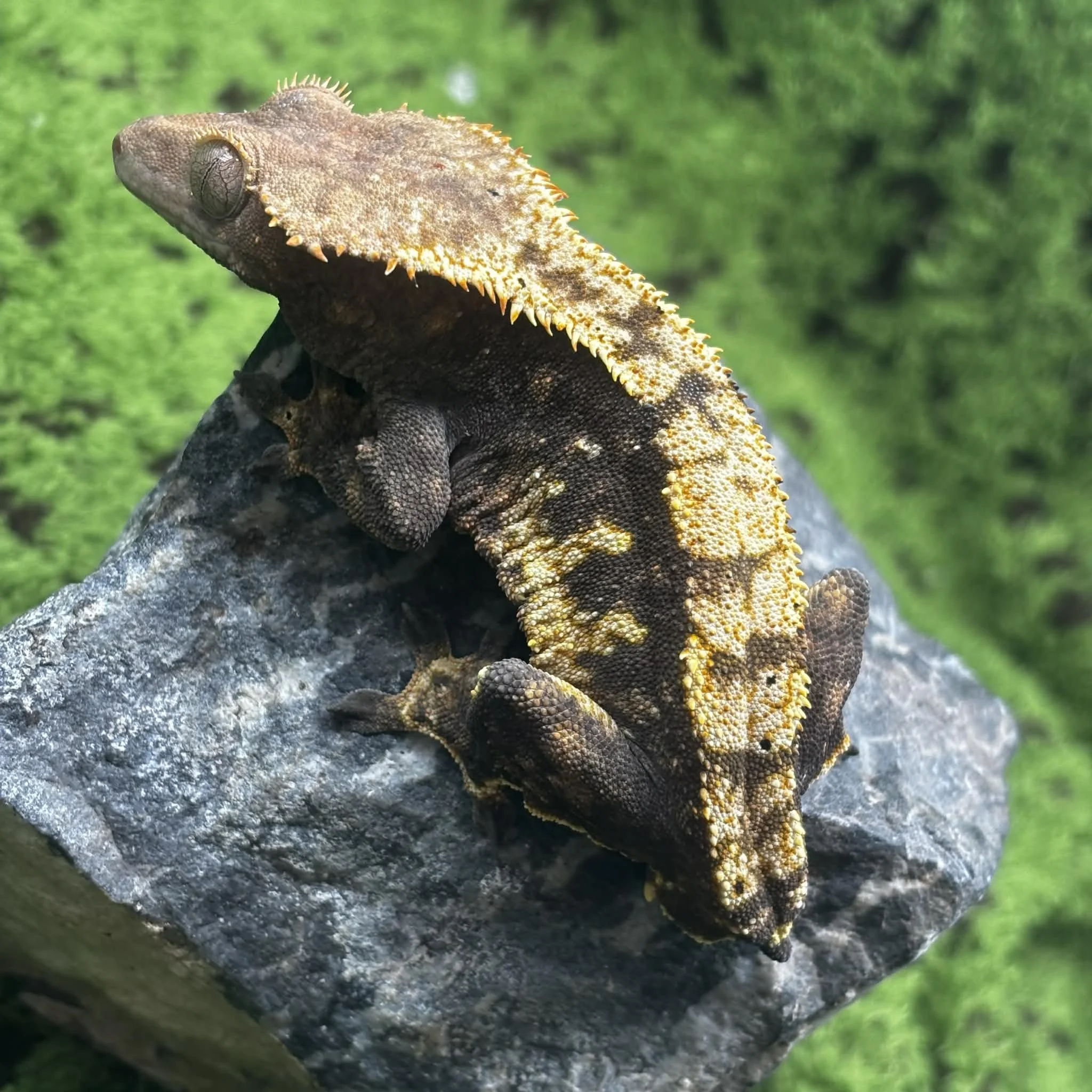 025ca32d-469c-4ddd-bfe4-c81028278e96 (1).jpeg