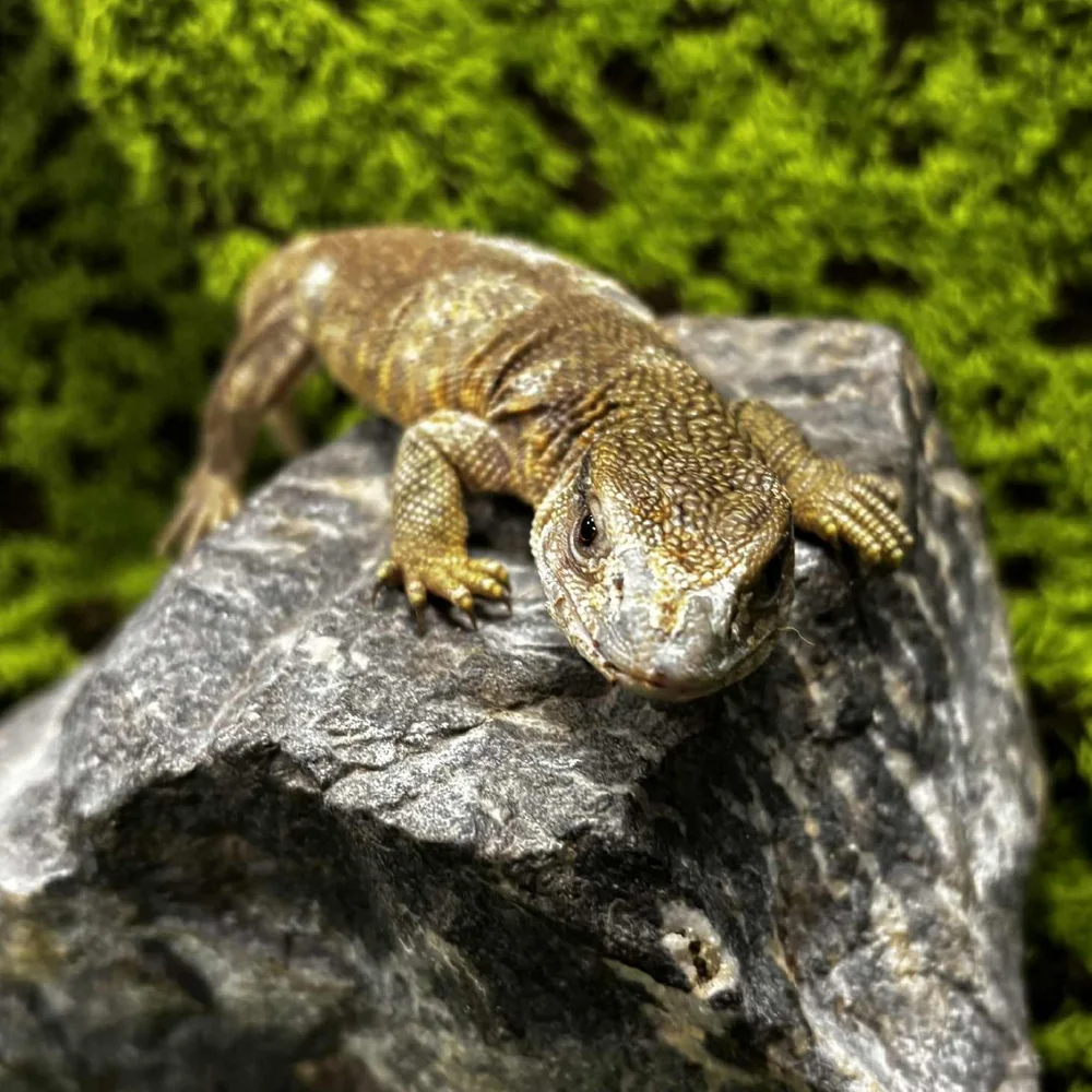 Baby Bosc 'Savannah' Monitor Lizard For Sale - Imperfect