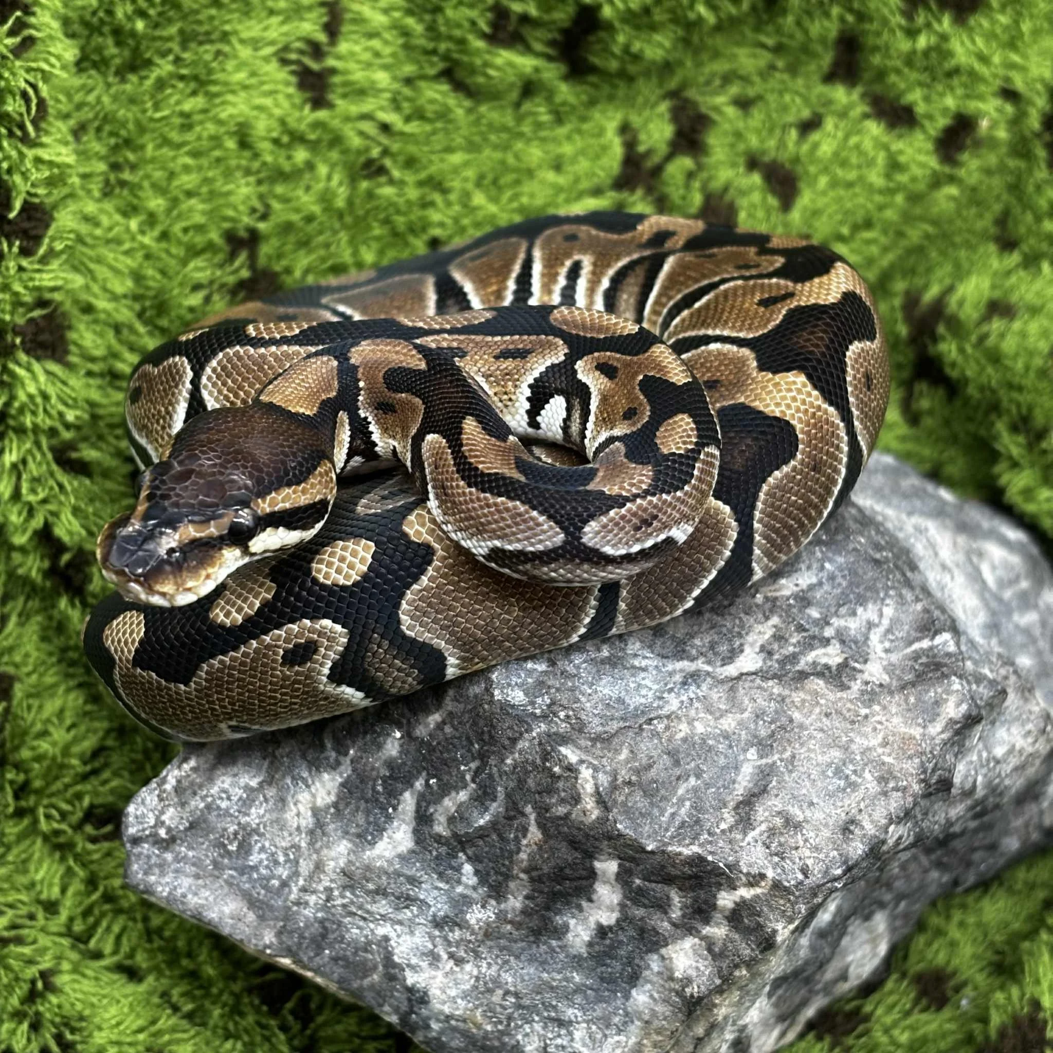 Het Clown Royal Python For Sale - Female