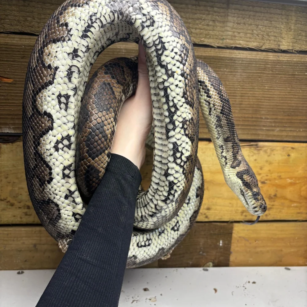 Colin The Carpet Python For Sale - Coastal Cross