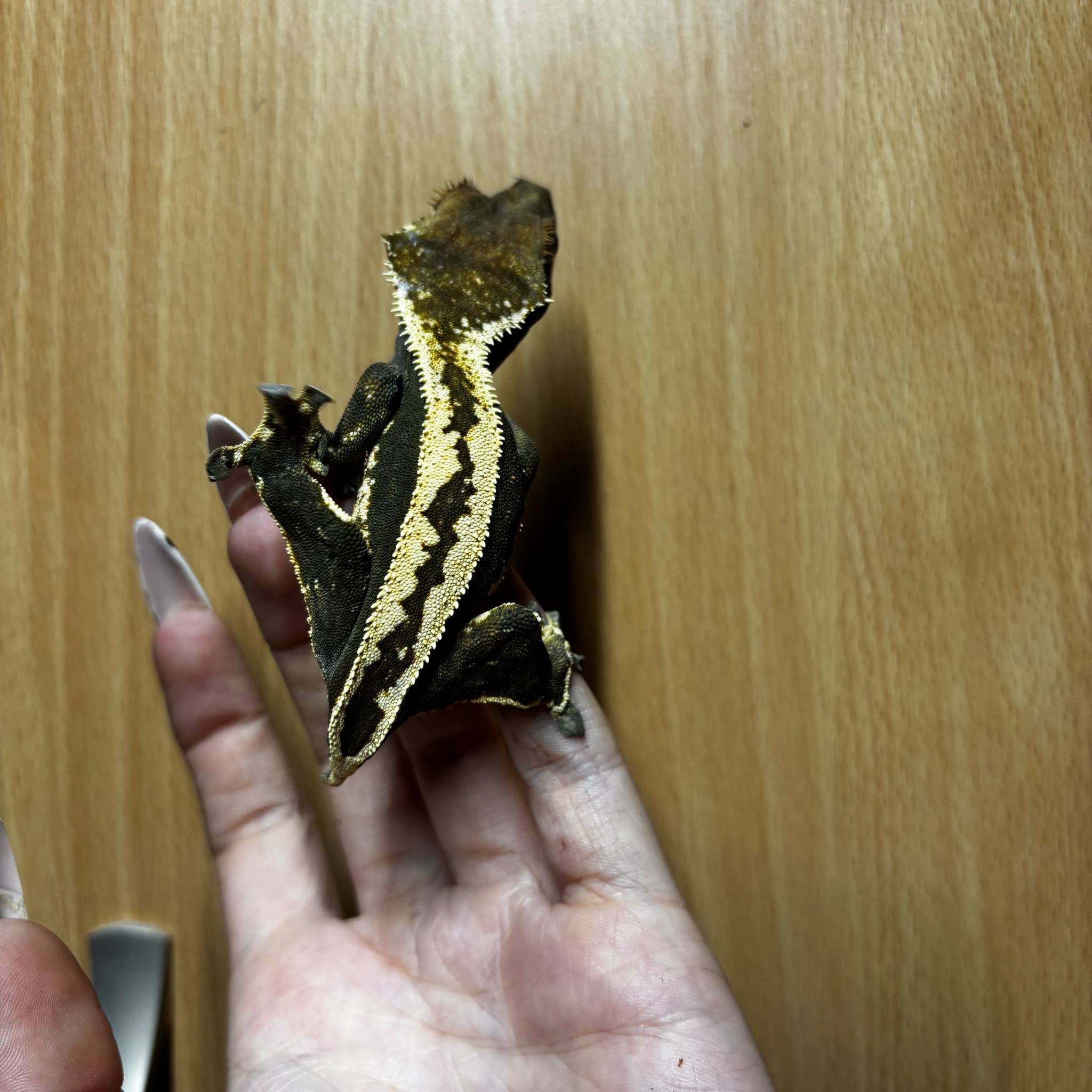 Possible Super Stripe Crested Gecko For Sale - Female