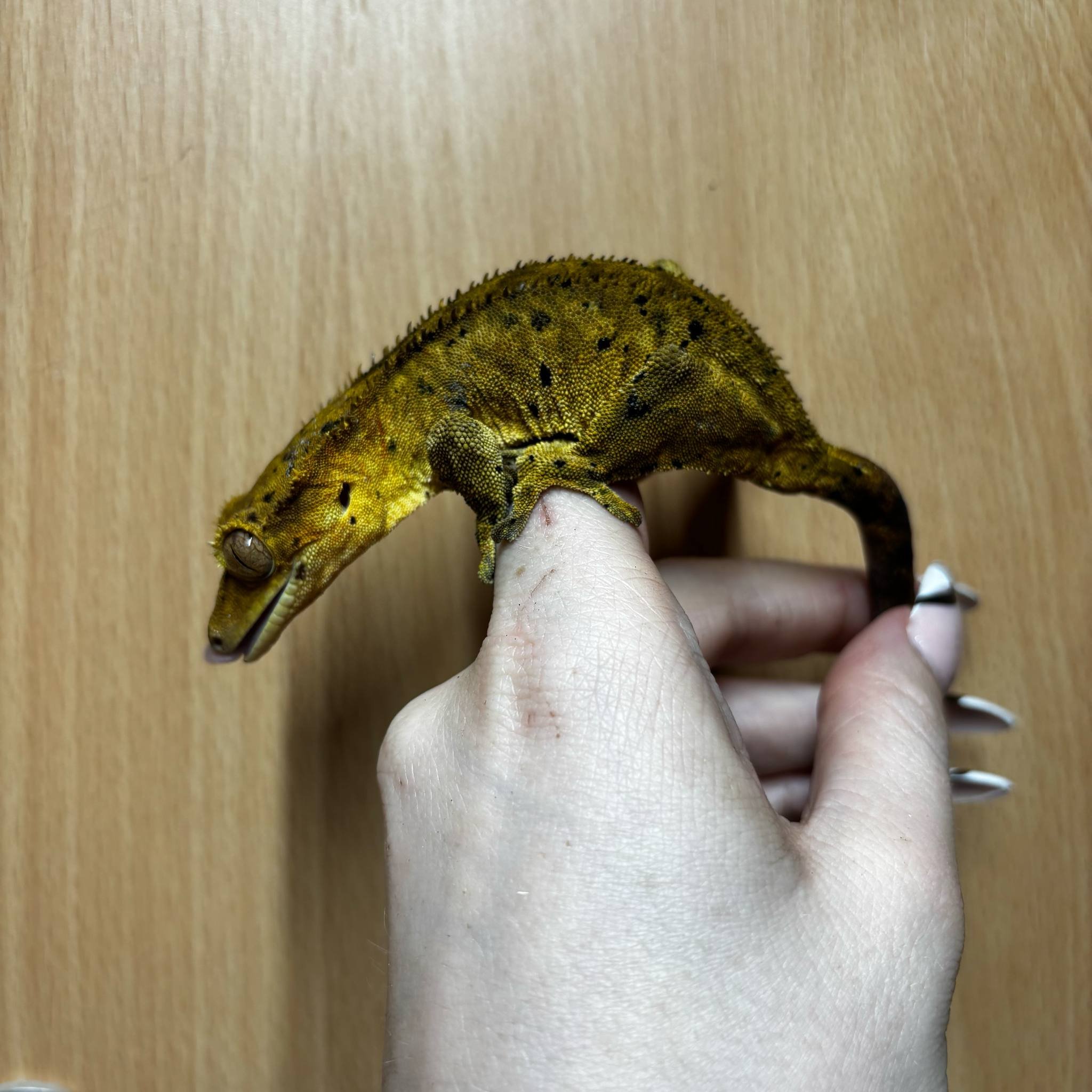Breeder Dalmatian Female Crested Gecko For Sale