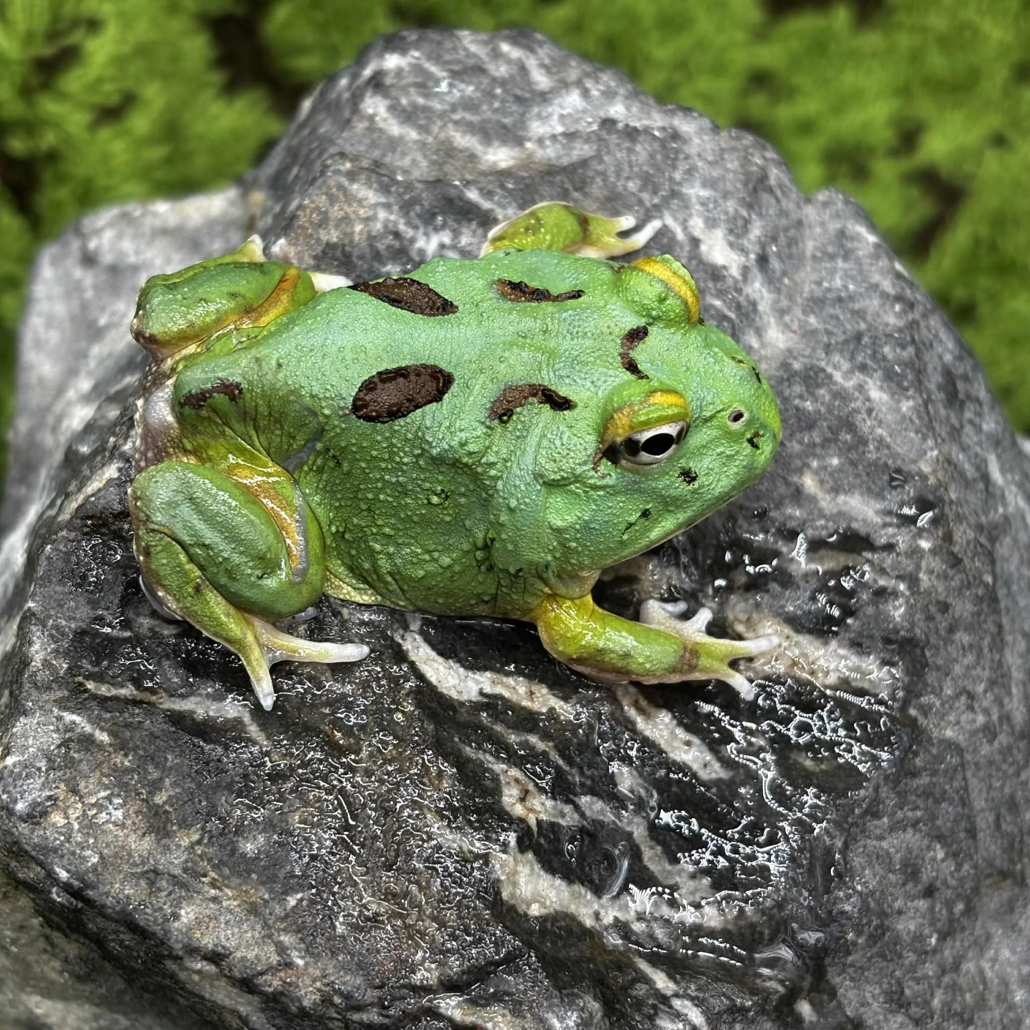 Matcha Pacman Frogs For Sale