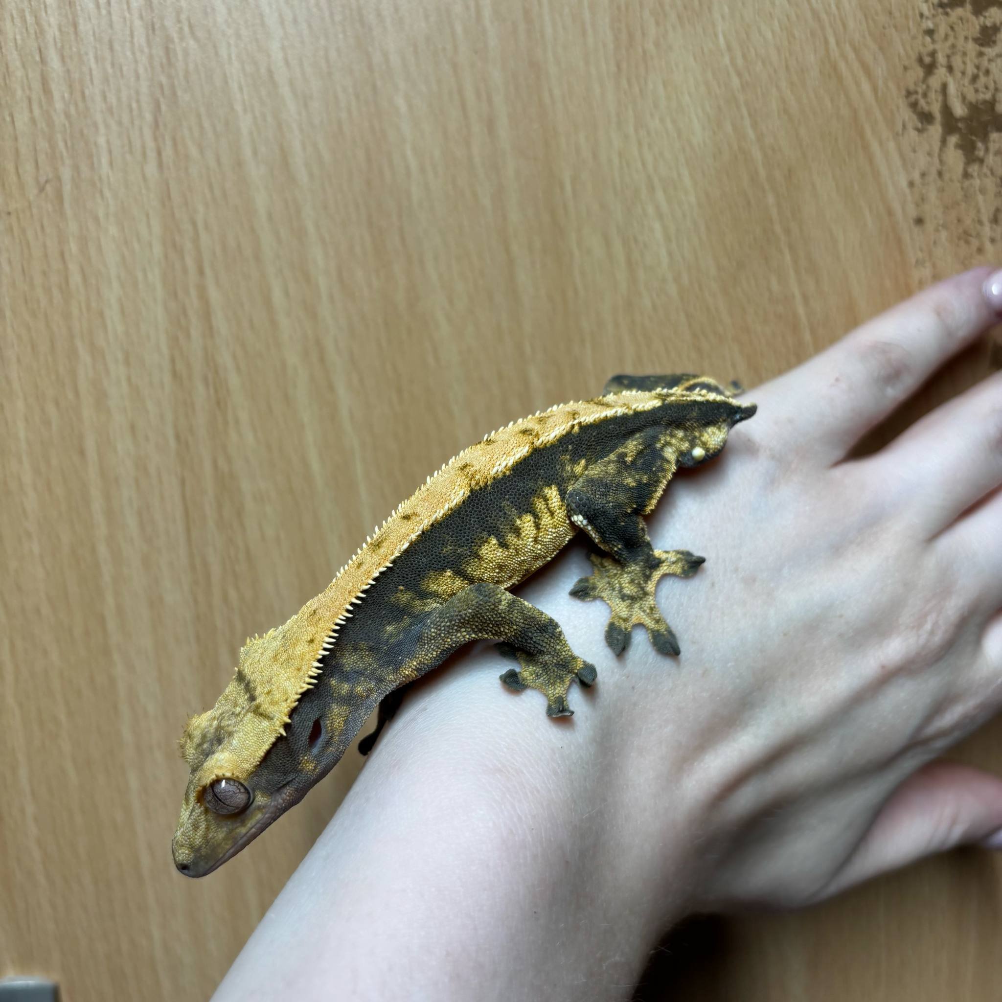 Dark-Based Cream Harlequin Crested Gecko For Sale