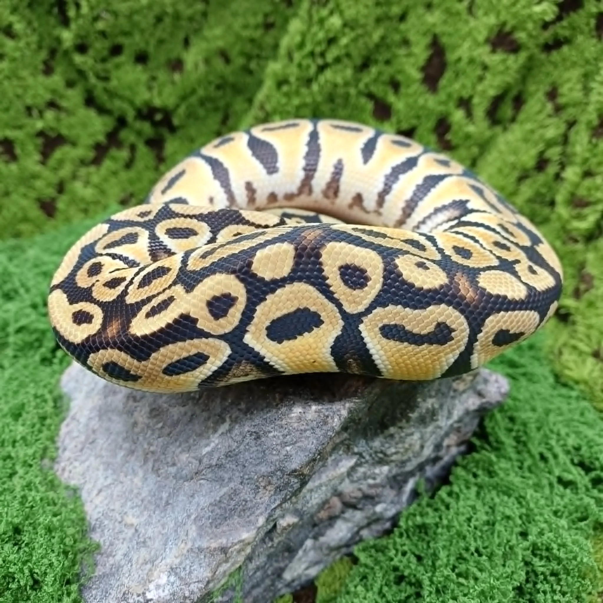 Pastel Ball Python For Sale - Male