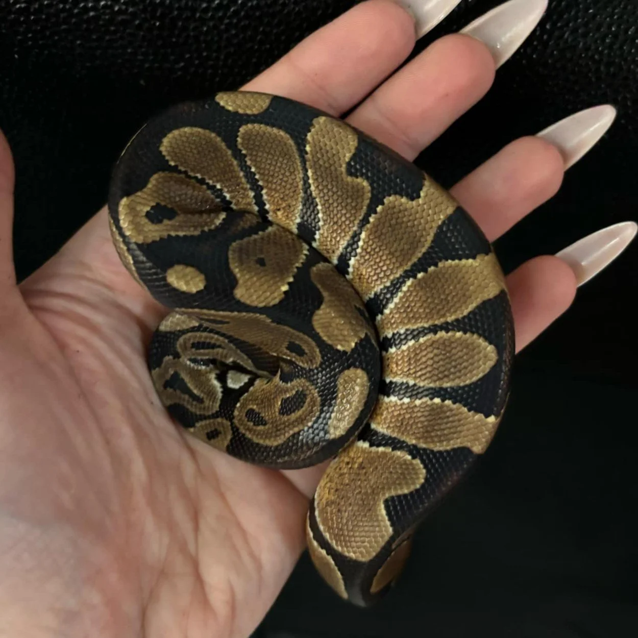 Snake Sale Display Snakes For Sale β Special Reptiles For Sale UK