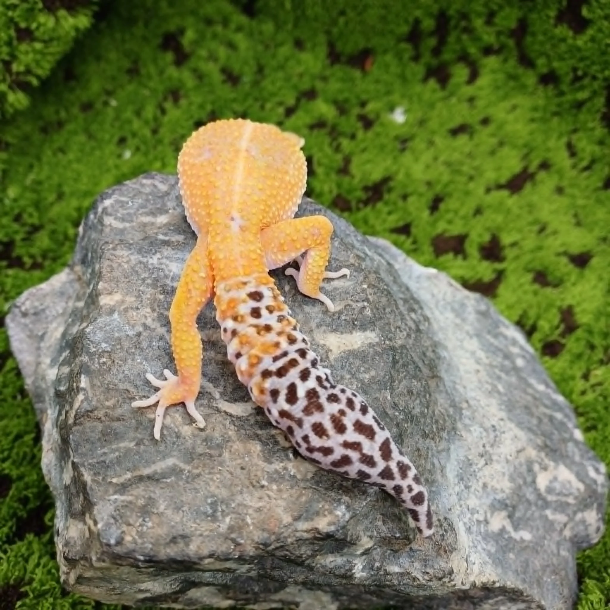 b6894eb7-6d7c-401d-8fe1-e58bdc9ec5b1.jpeg