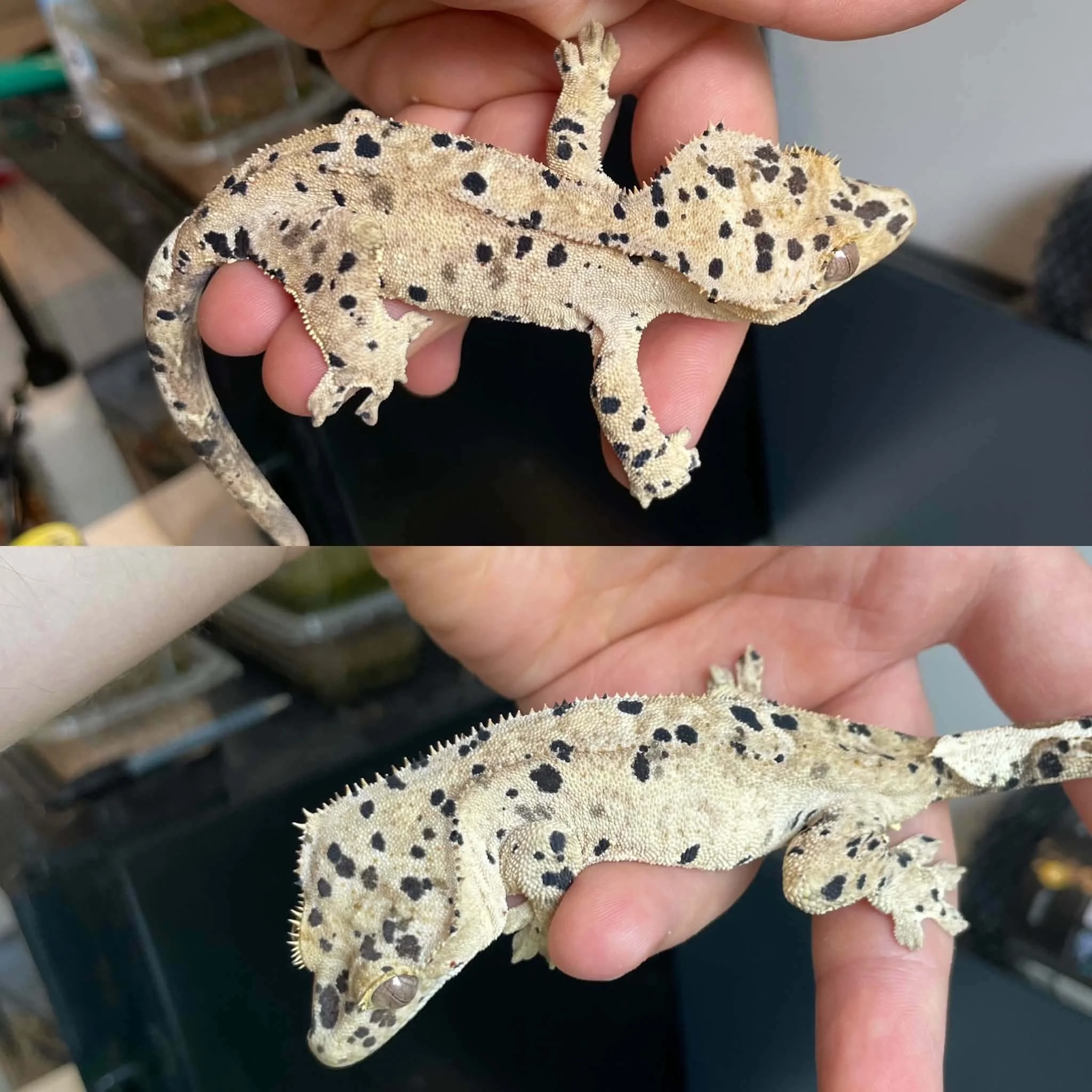 Superdalmatian Crested Gecko For Sale - Sub-Adult Female