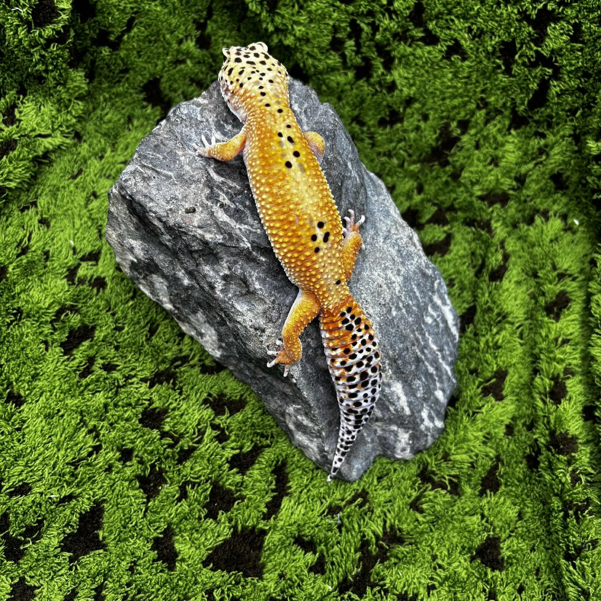 c154f5a8-3745-47bd-af44-d37fefb56fc7 (1).jpeg