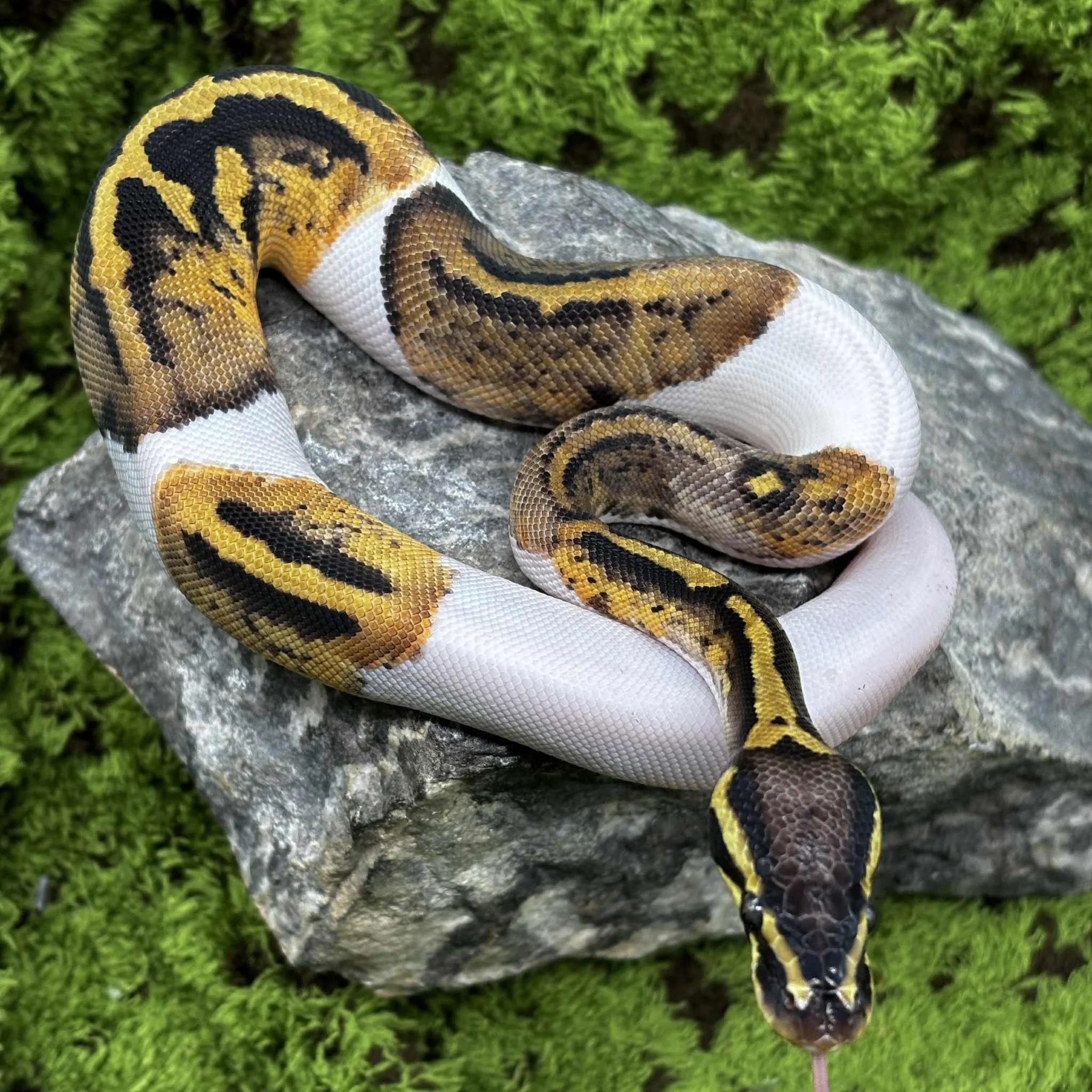 Pied Royal Python For Sale - Pastel Leopard Male