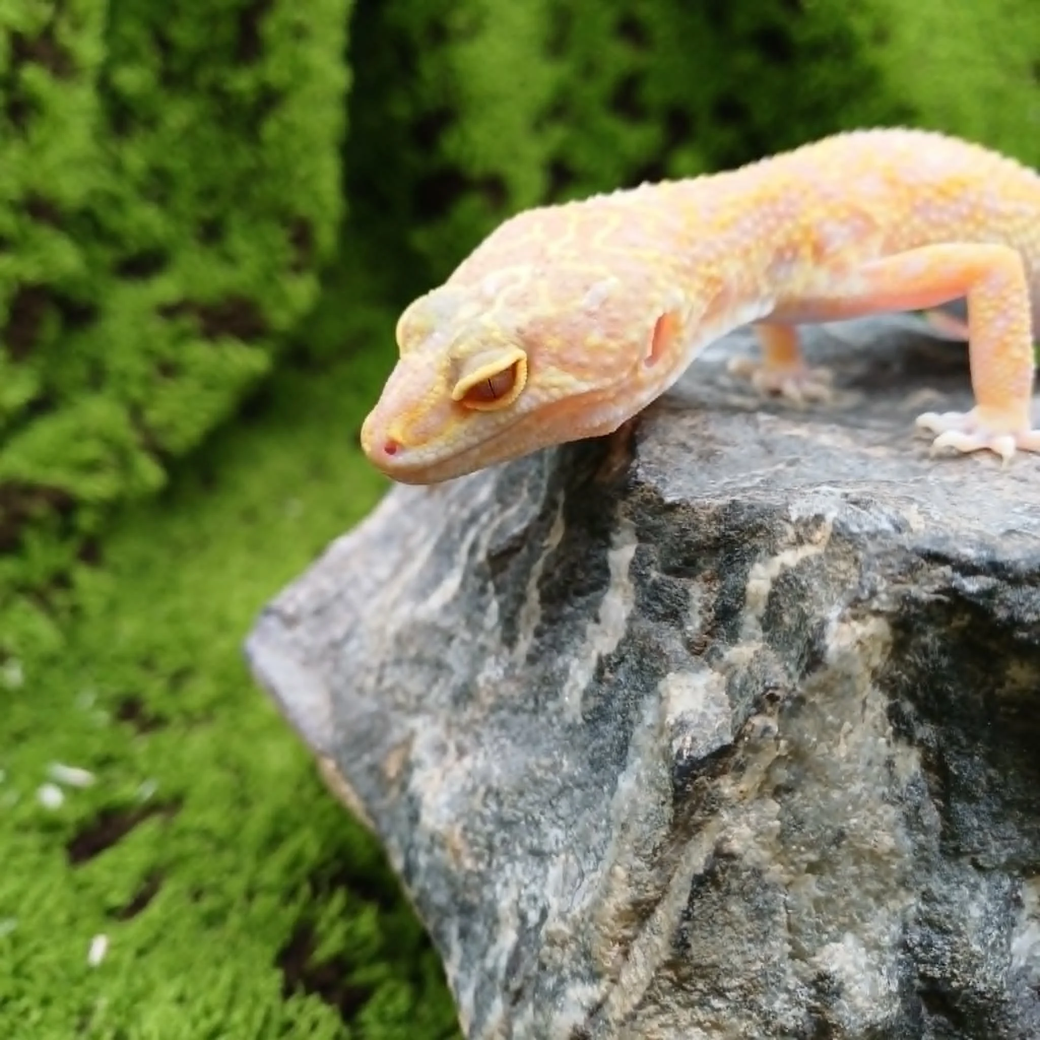 Albino Leopard Gecko For Sale - Female