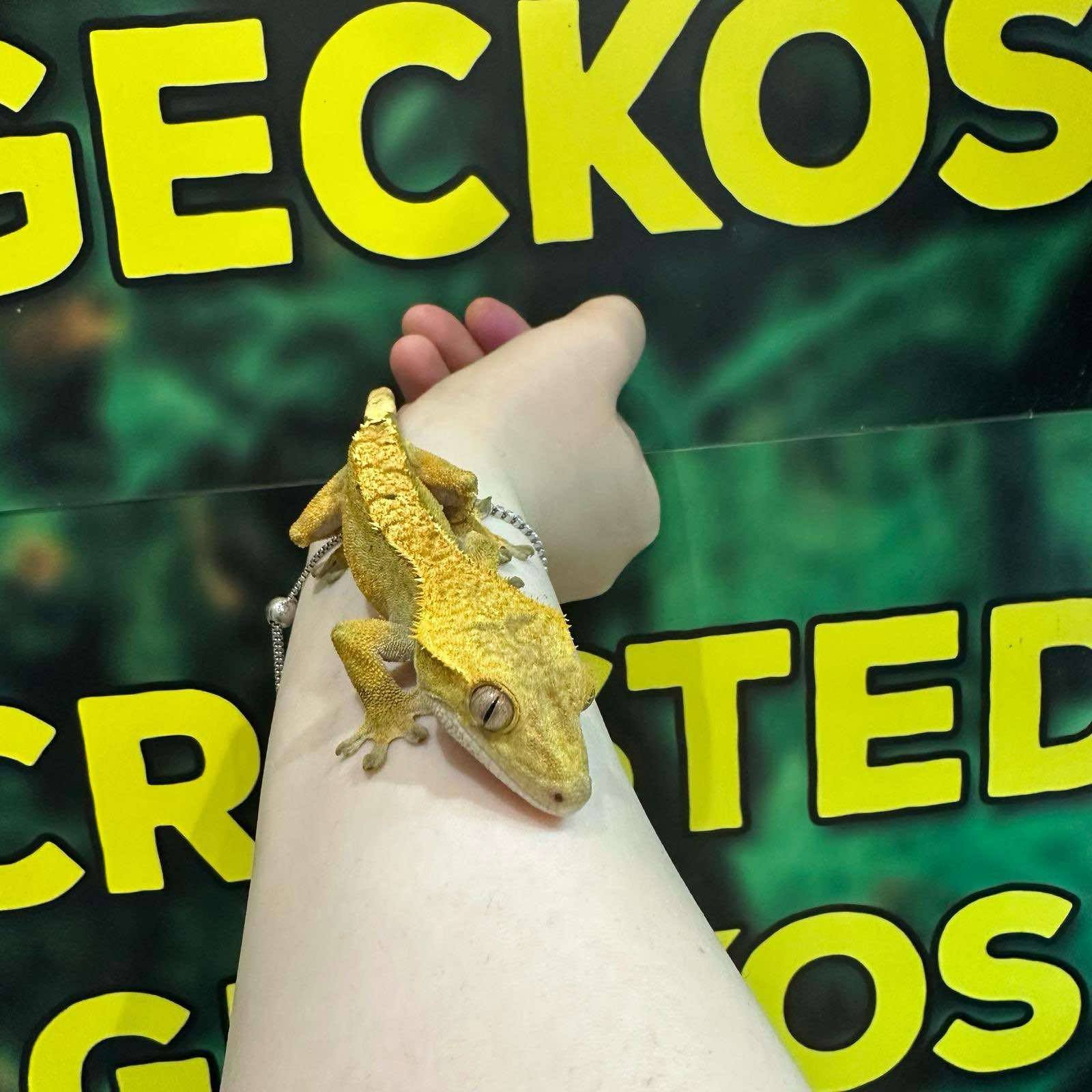 Pixel Harlequin Crested Gecko For Sale - Male