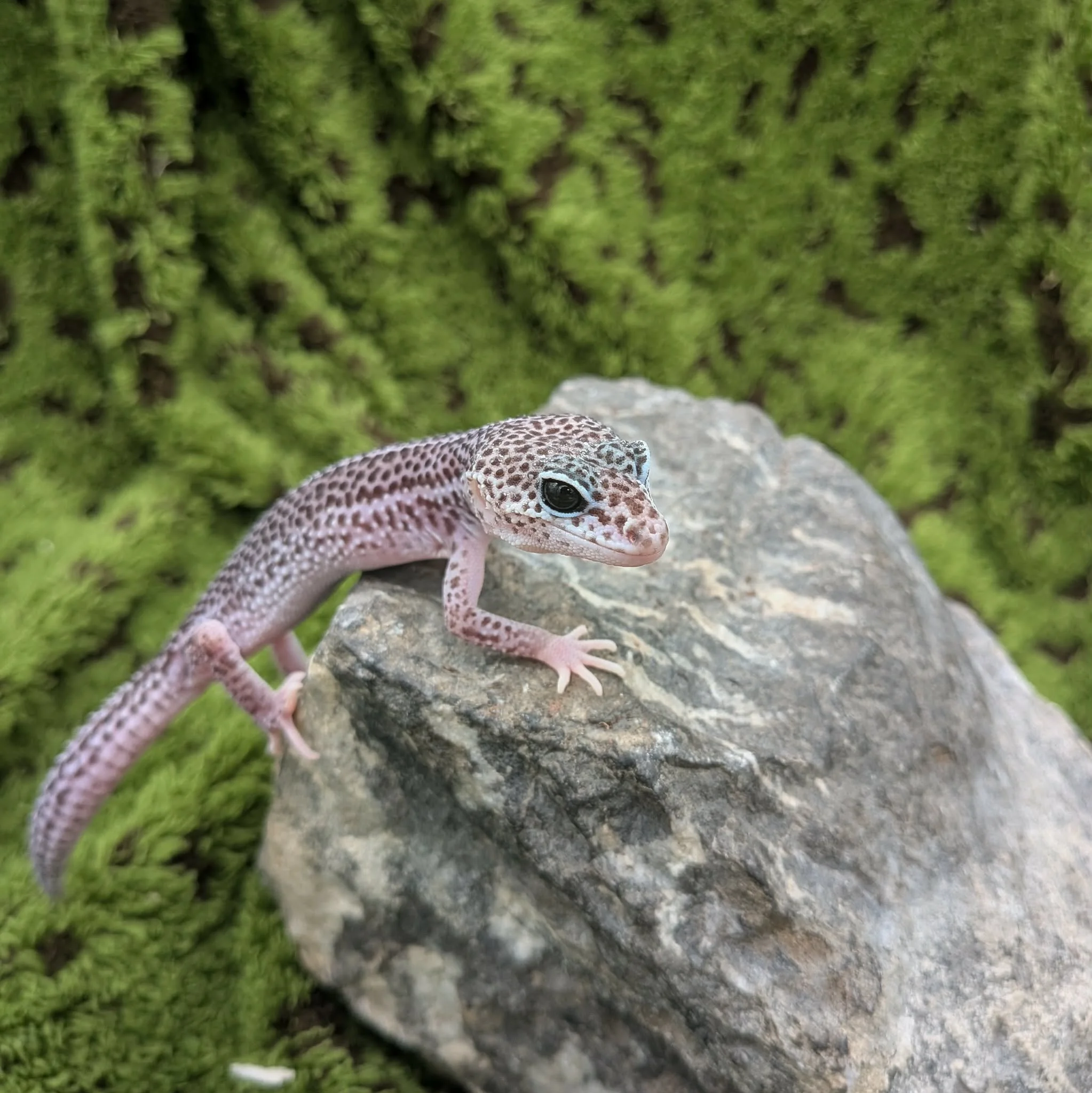 Super Mack Snow Leopard Gecko For Sale