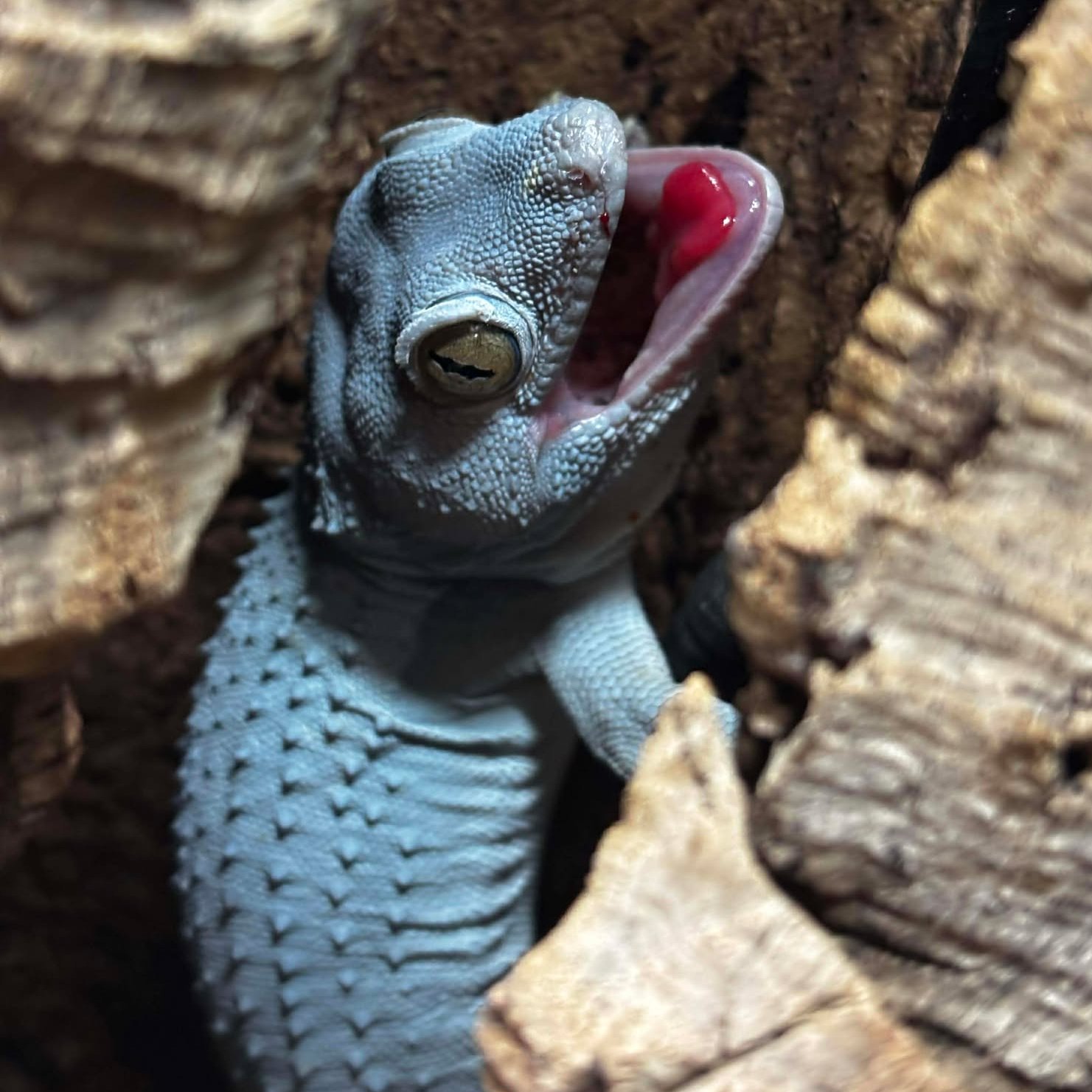 Patternless Tokay Gecko Breeding Pair For Sale