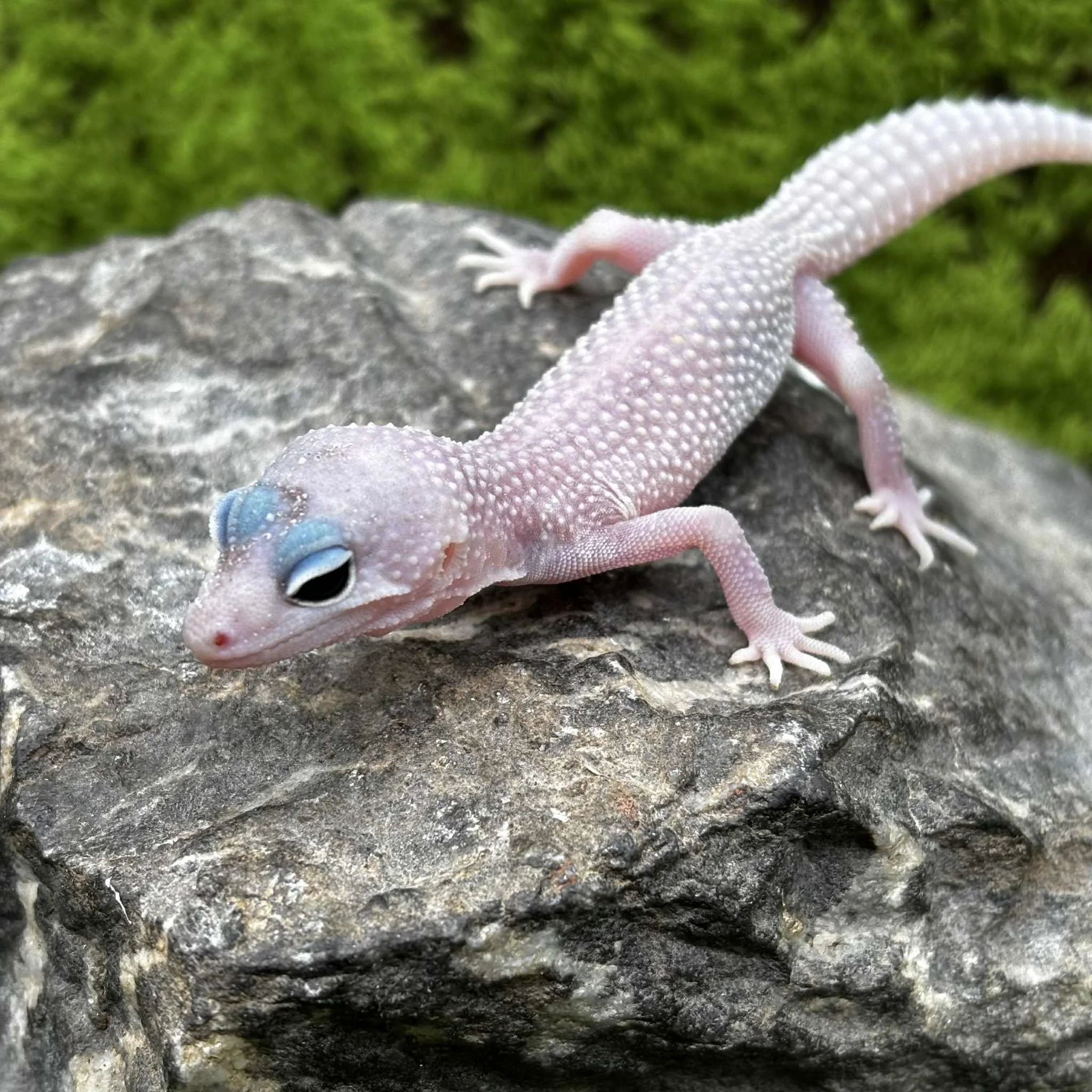 Baby Blizzard Leopard Gecko For Sale