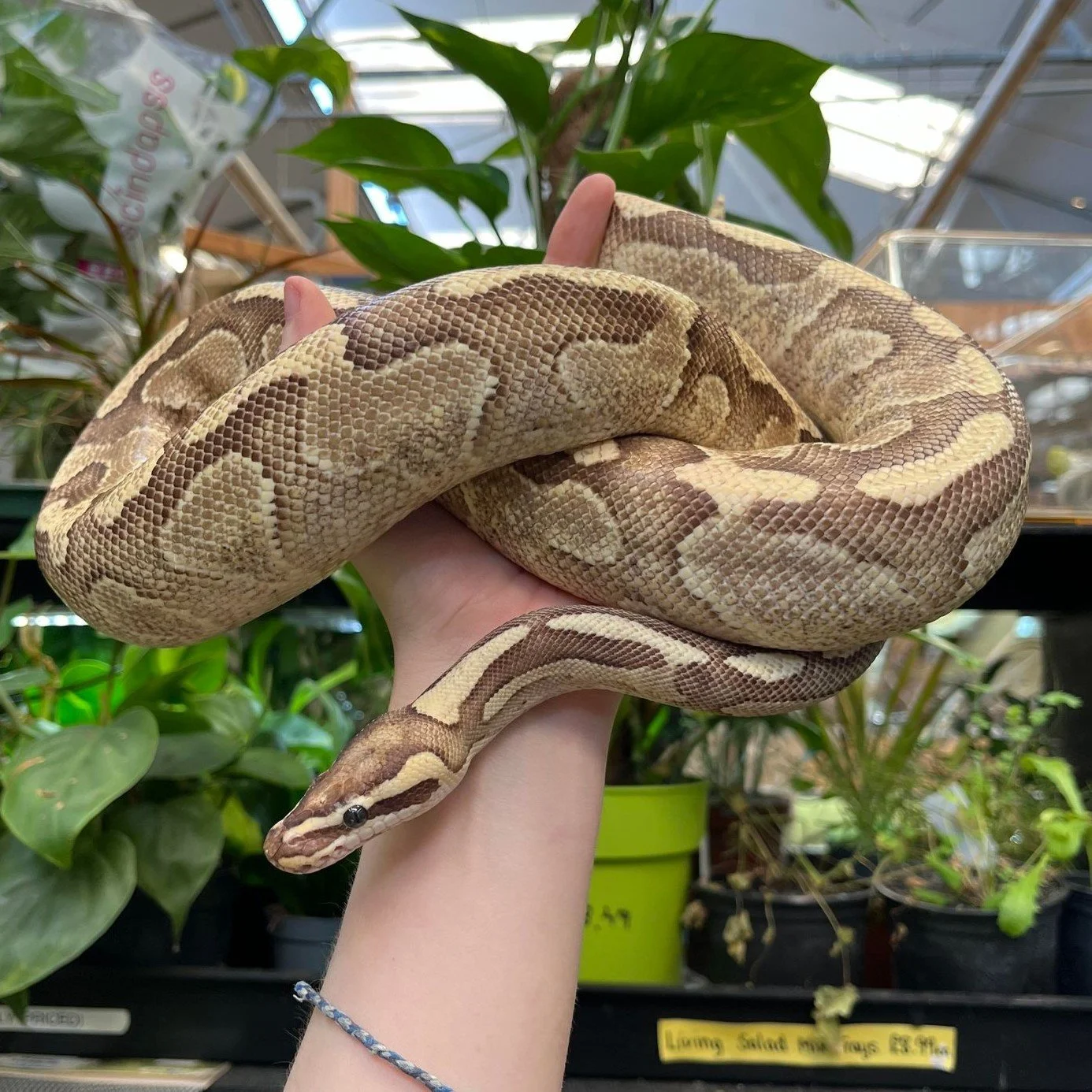 unique-reptiles-for-sale-uk