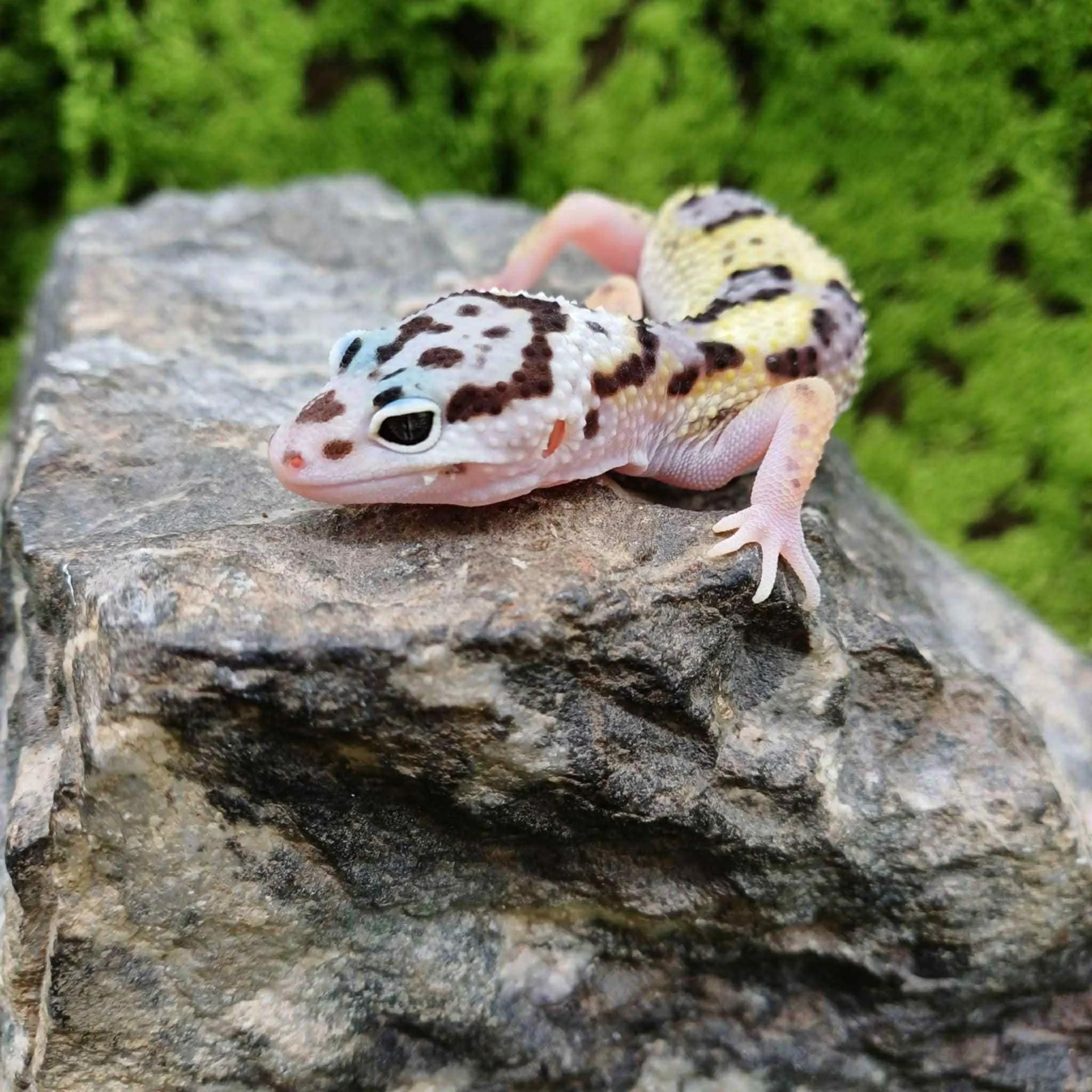 Baby Jungle Leopard Gecko For Sale
