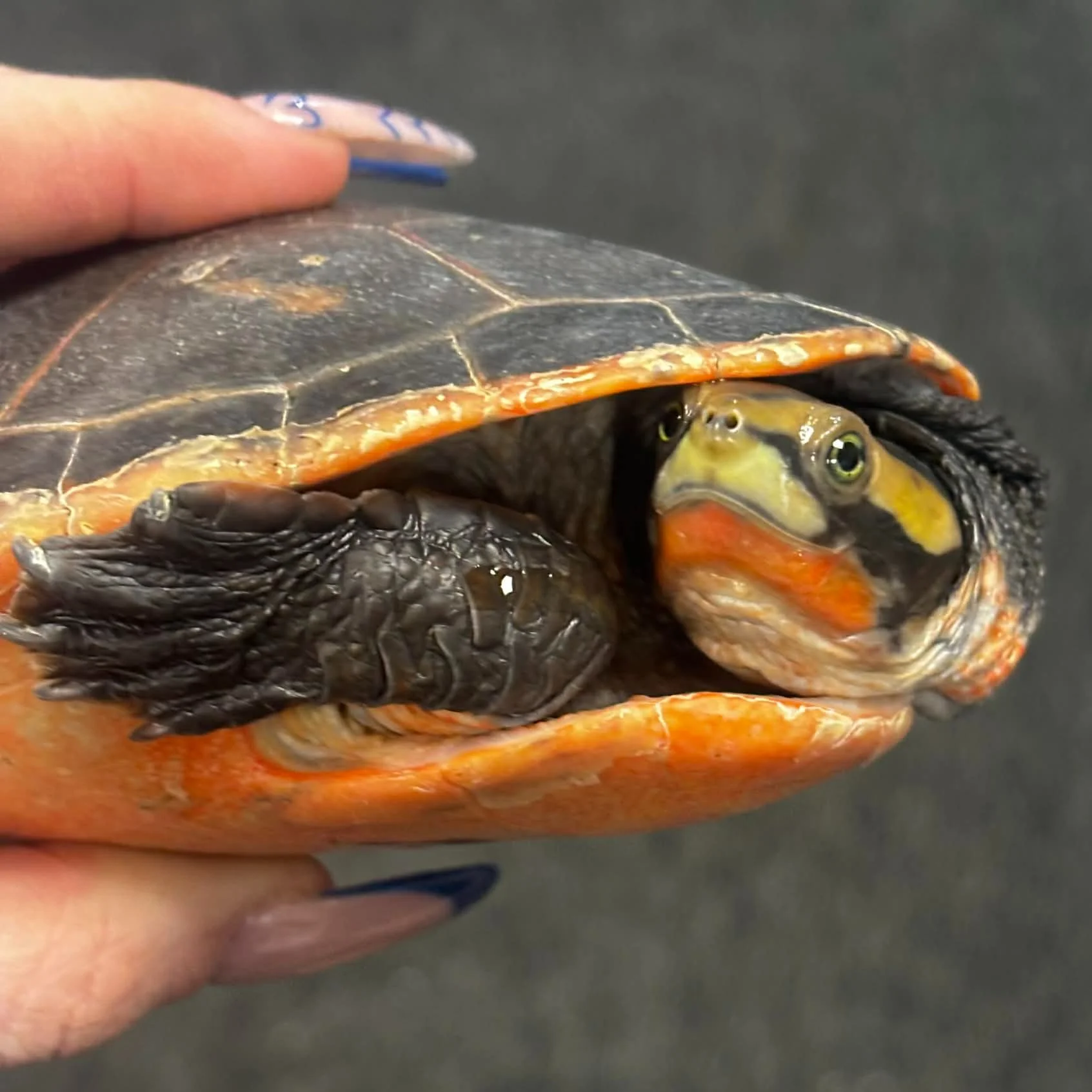 'Footloose' The Pink-Bellied Sideneck Turtle For Rehoming