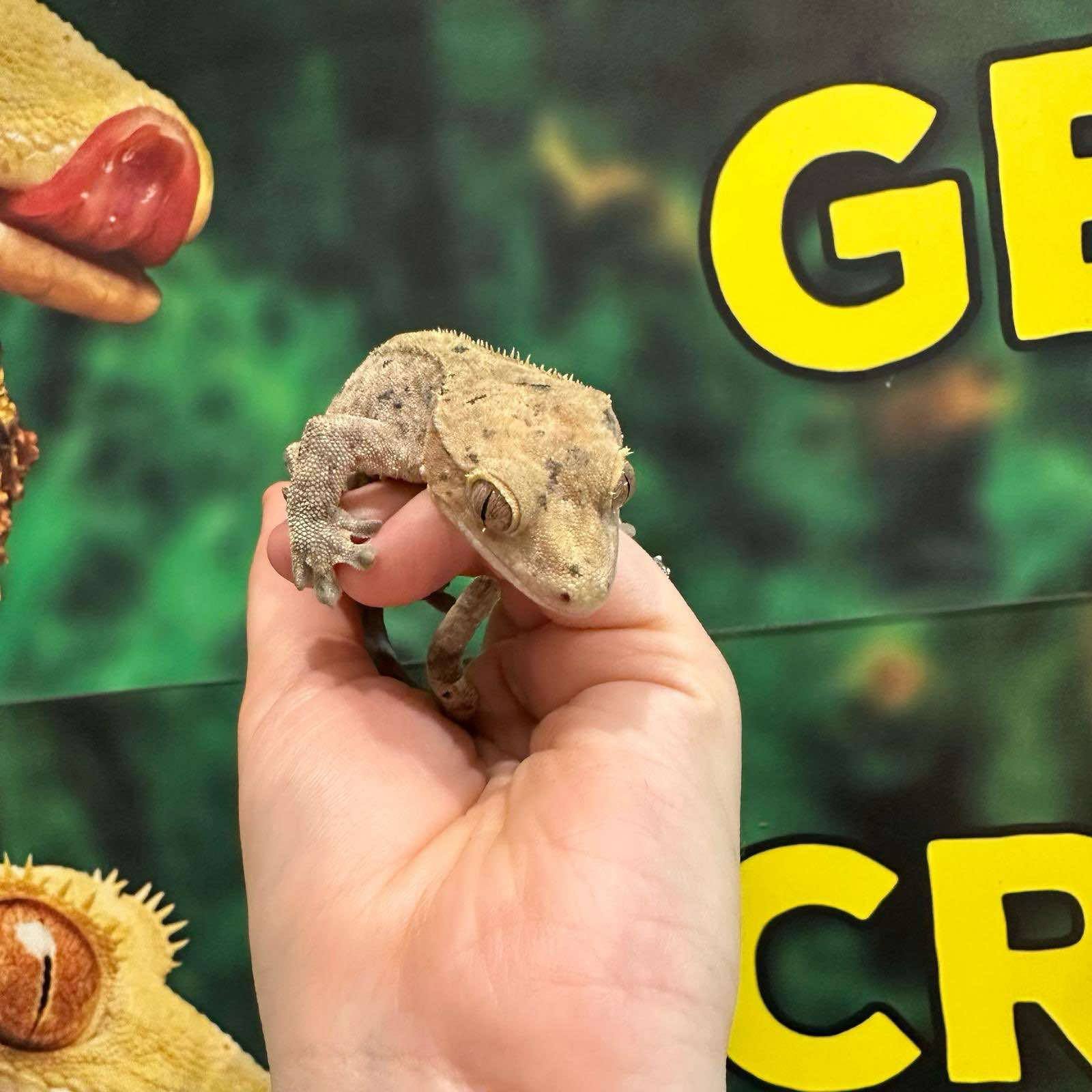 Adult Female Dalmatian Crested Gecko For Sale