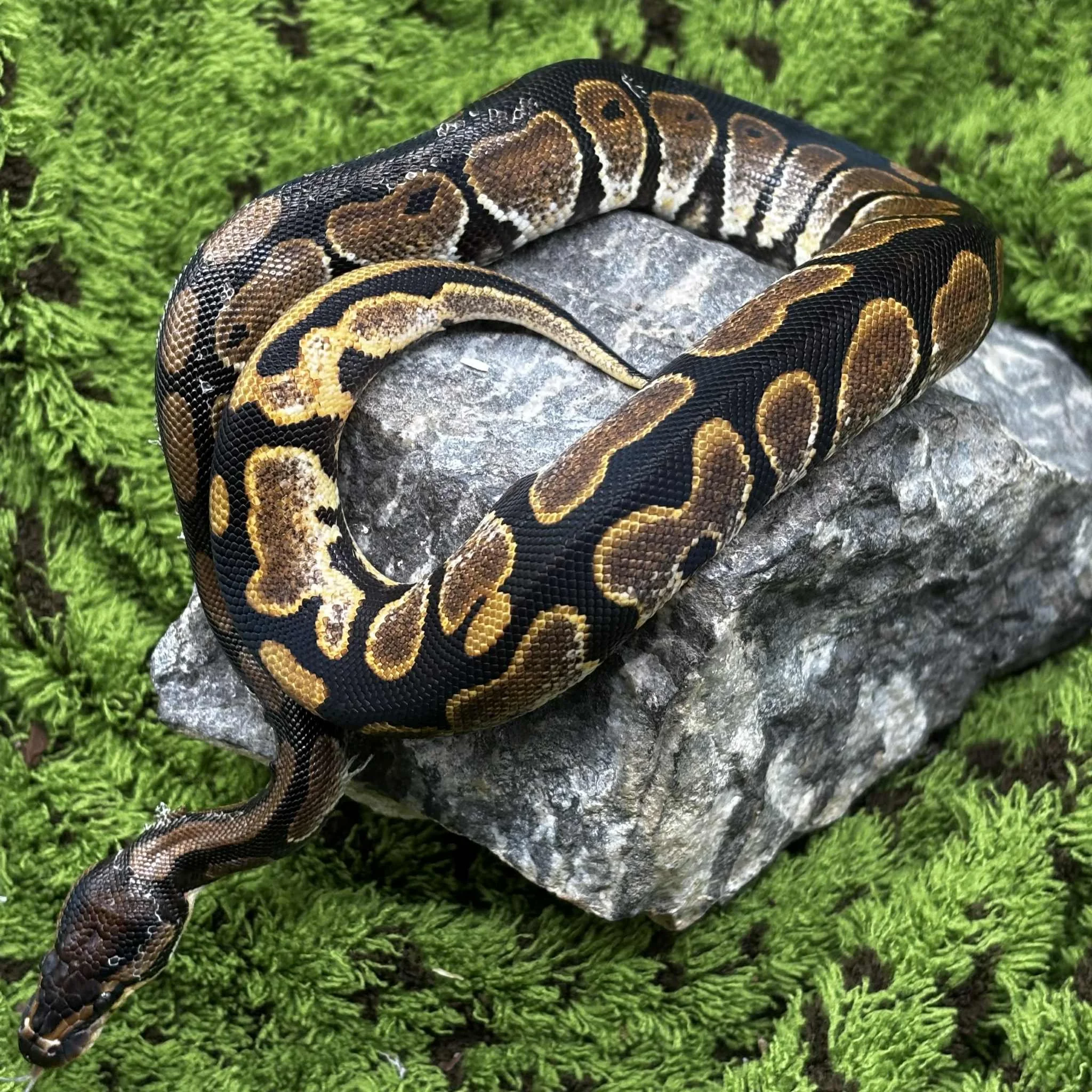 Calico Royal Python For Sale - Male