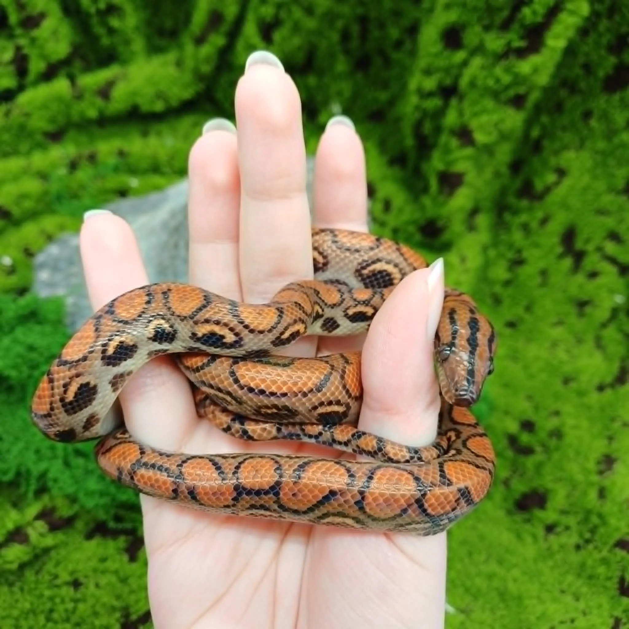 Brazilian Rainbow Boas For Sale