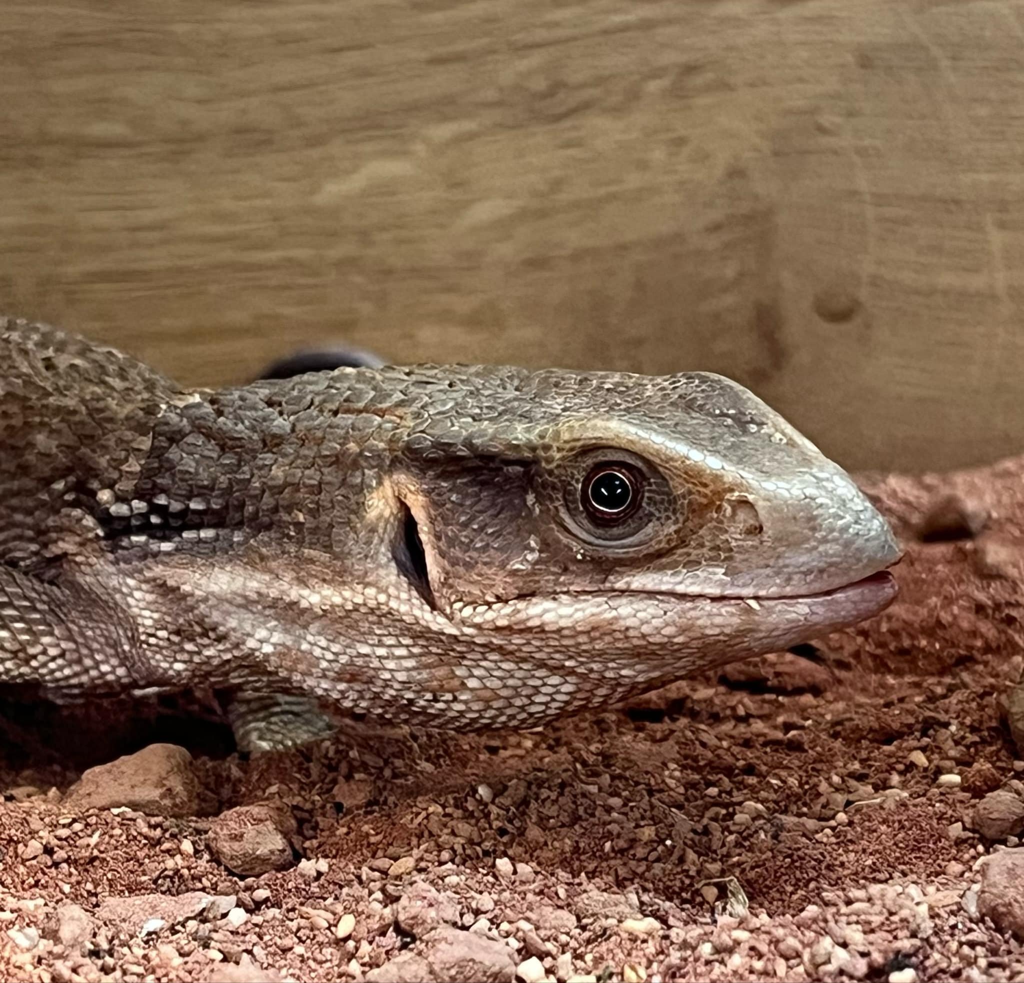 Baby Bosc Monitor For Sale