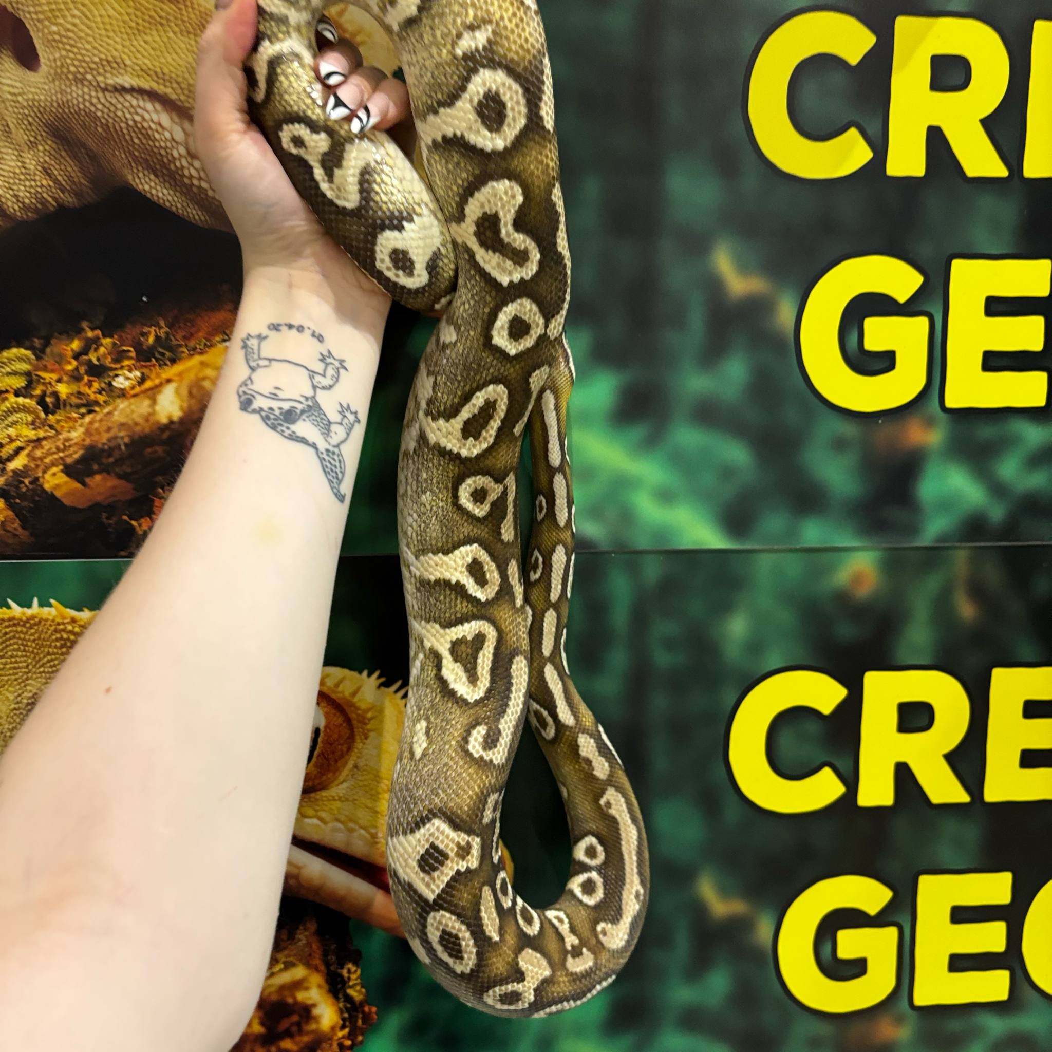 Mojave Dinker Royal Python For Sale - Male