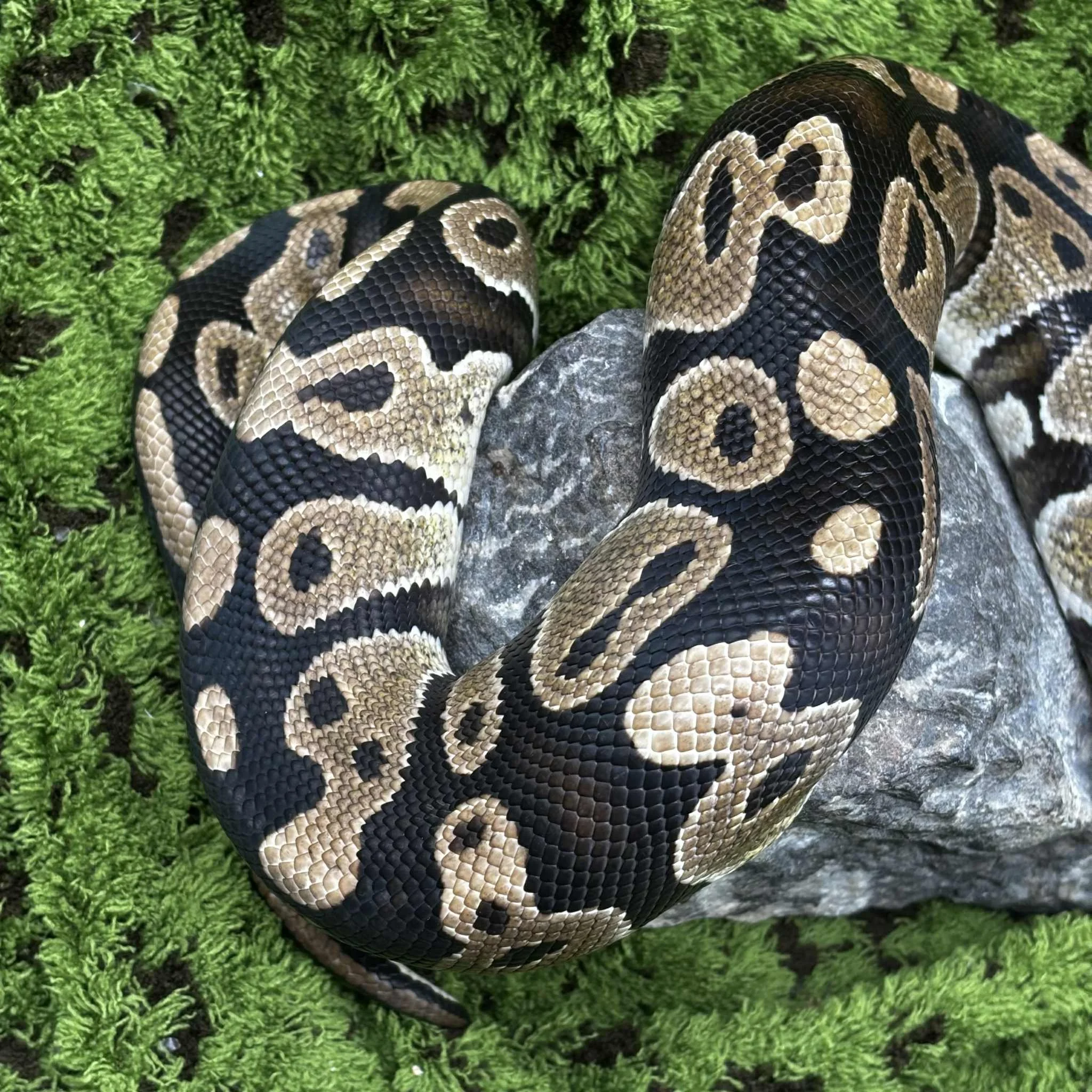 Curious Sub-Adult Royal Python For Sale - Male
